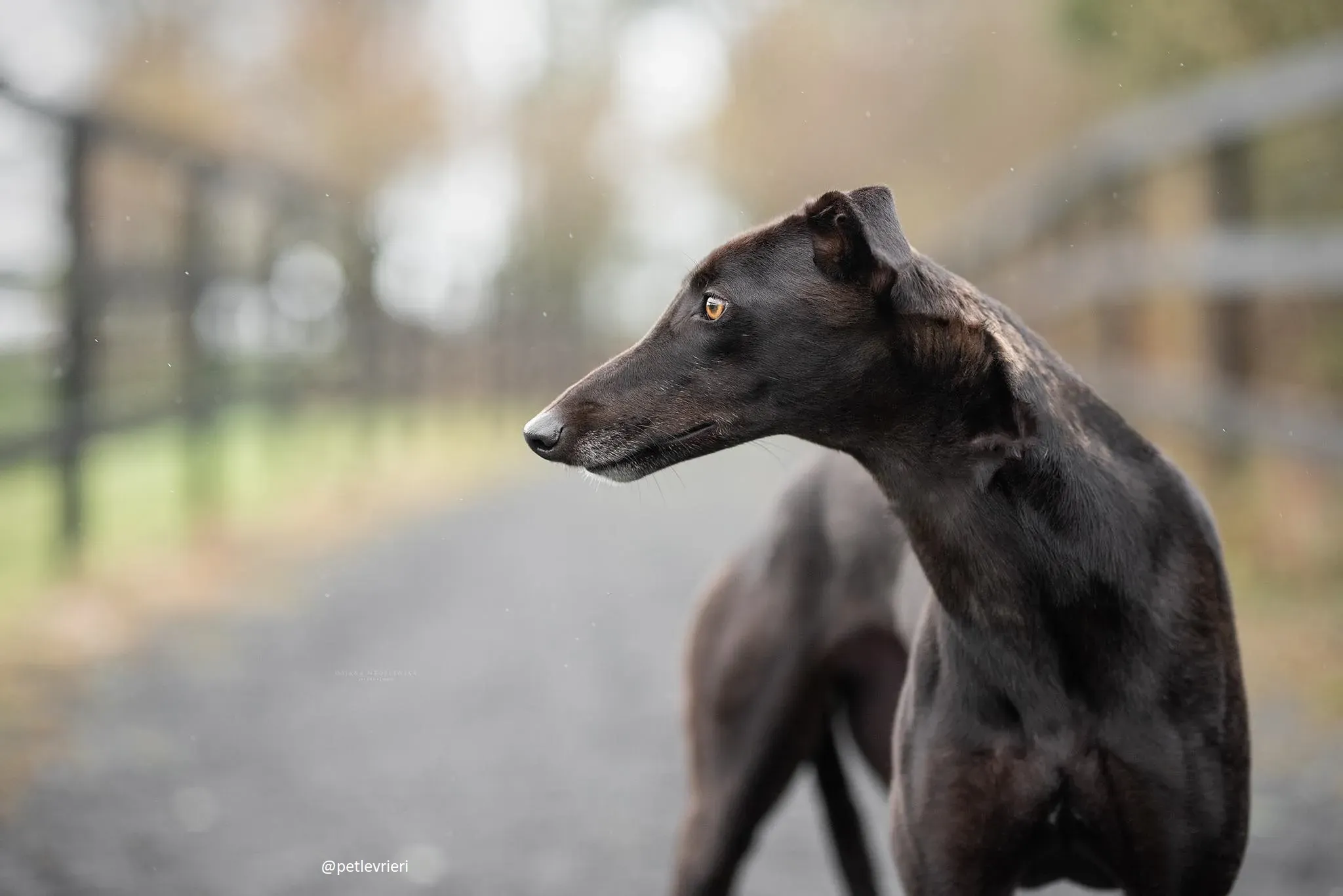 cuddles adozione greyhound