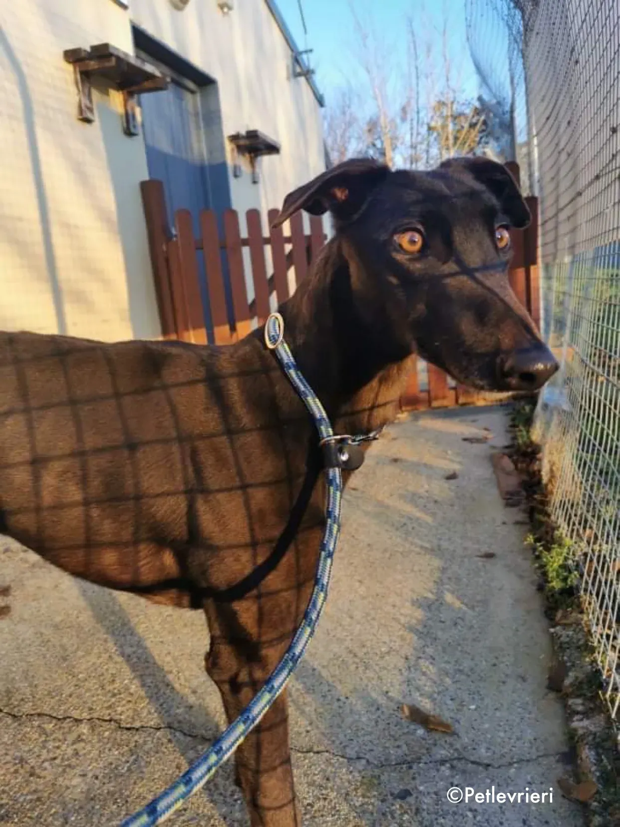 cuddles adozione levrieri greyhound 1 3