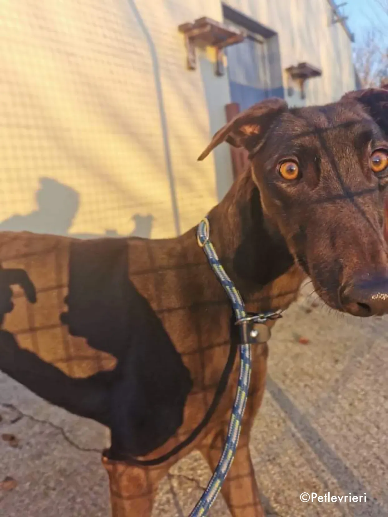 cuddles adozione levrieri greyhound 2