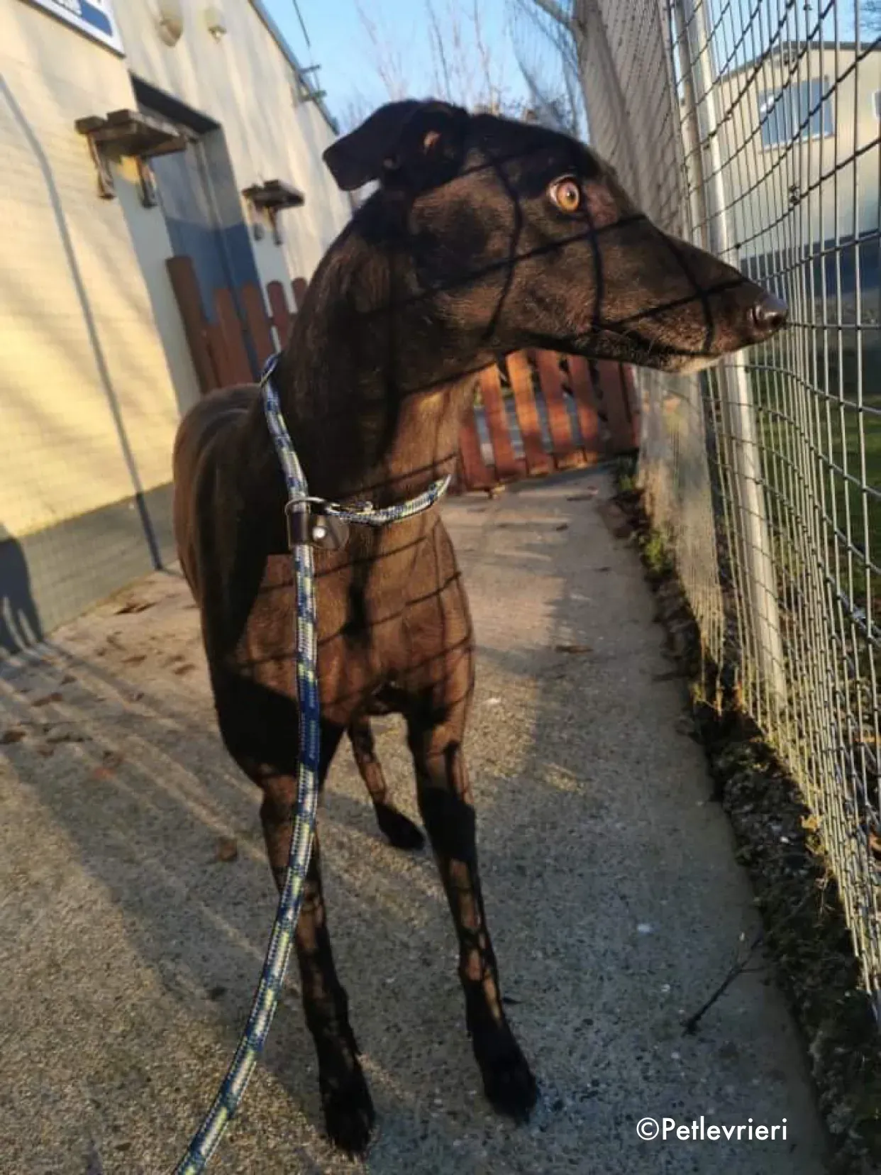 cuddles adozione levrieri greyhound 3