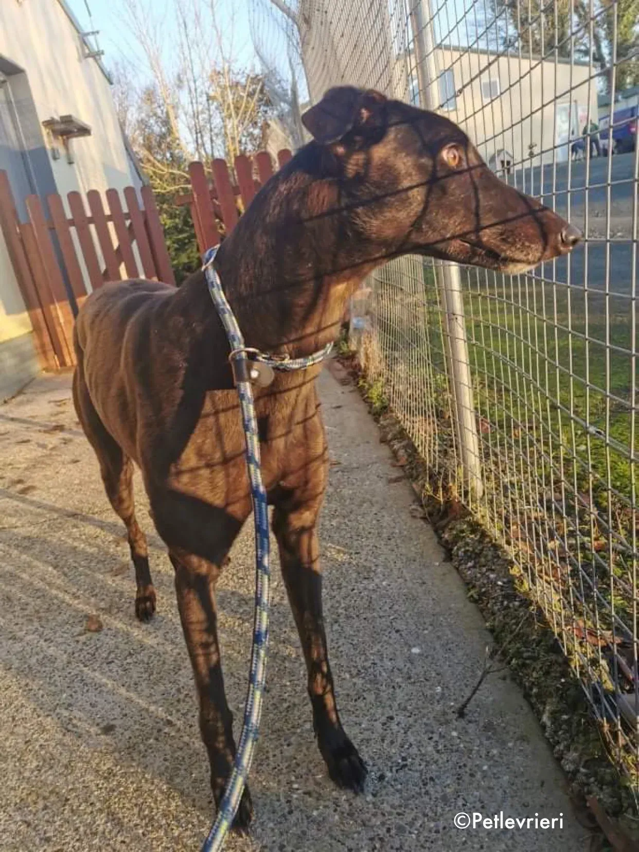 cuddles adozione levrieri greyhound 4