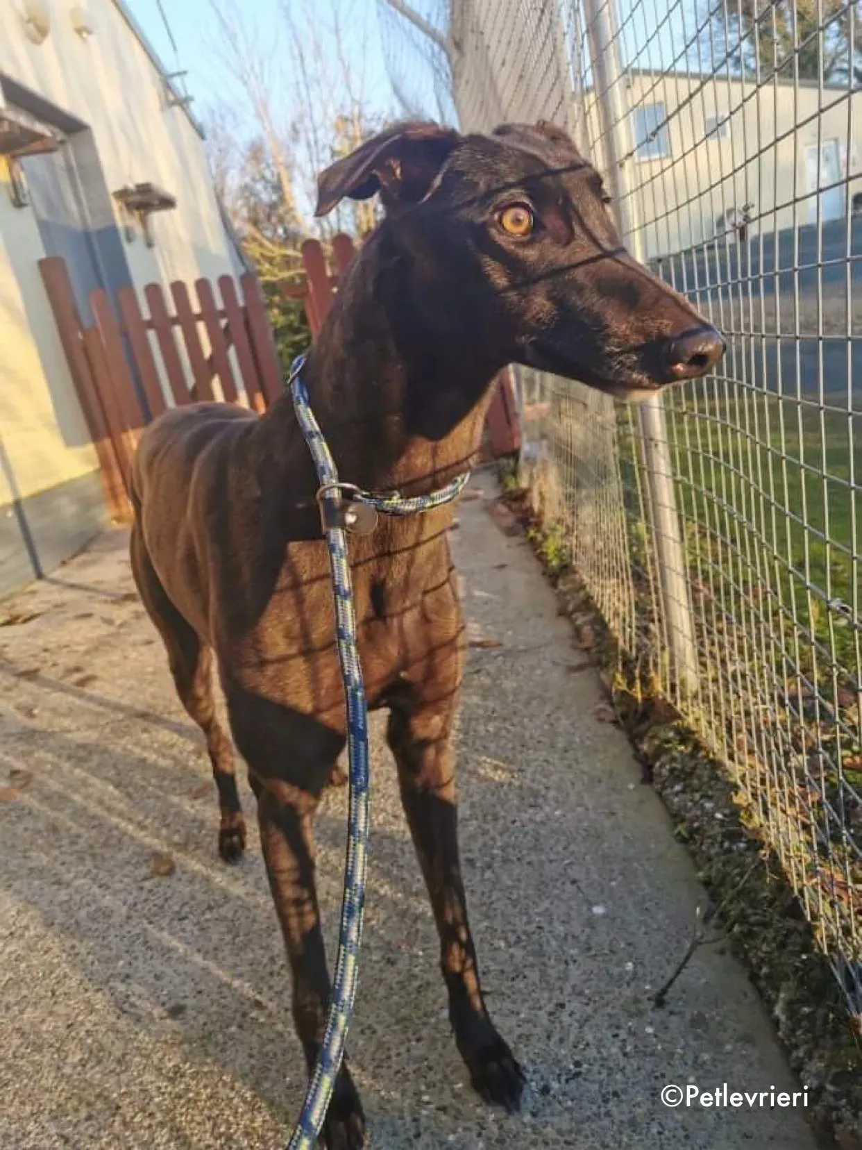 cuddles adozione levrieri greyhound 5