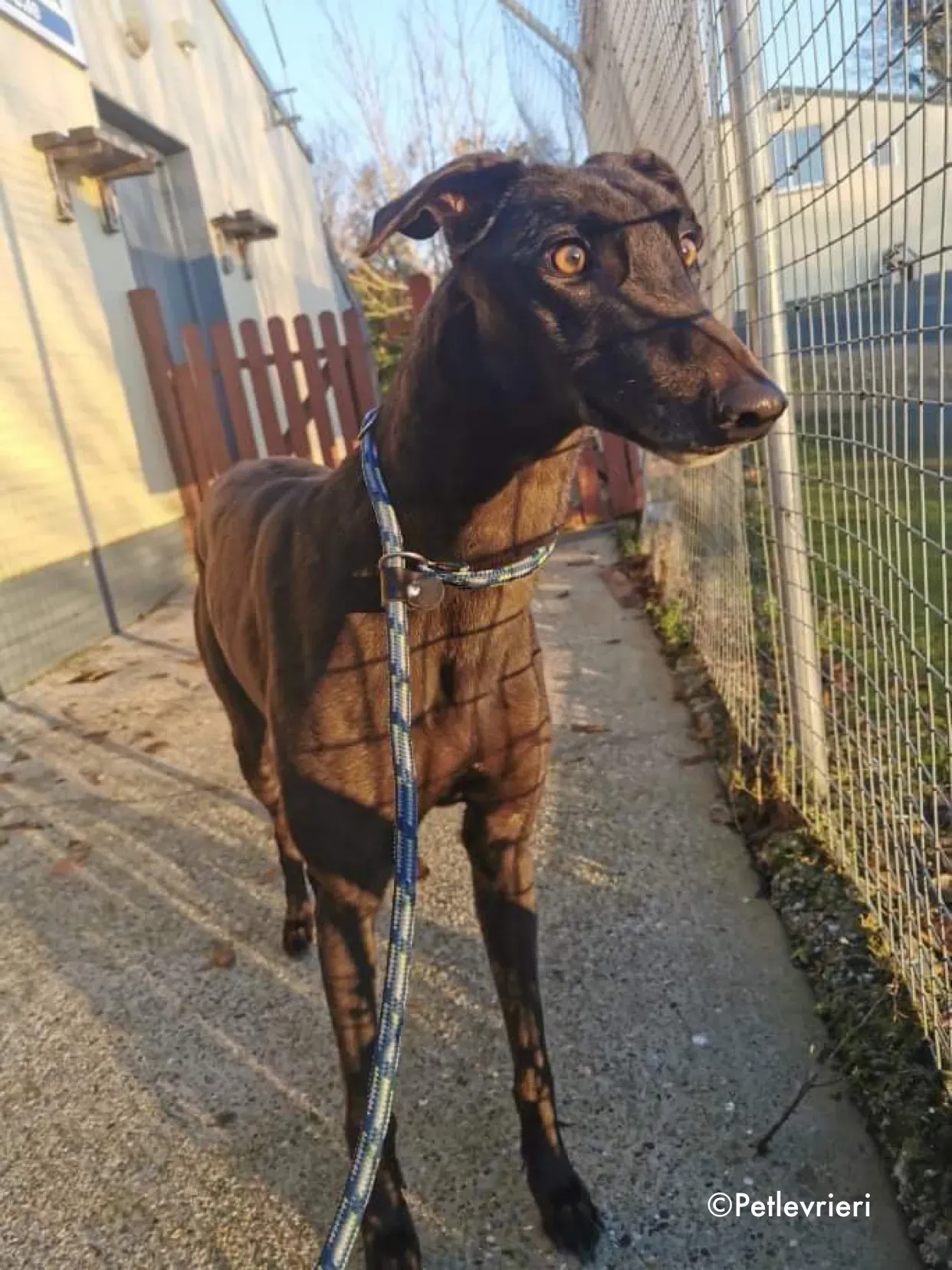 cuddles adozione levrieri greyhound 6