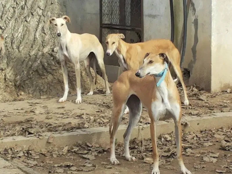 cupra jalea e currumina