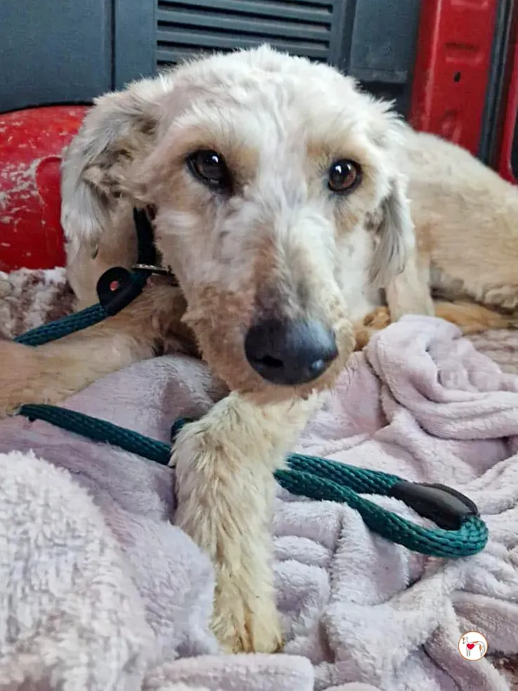 cygnet grey adozione 01