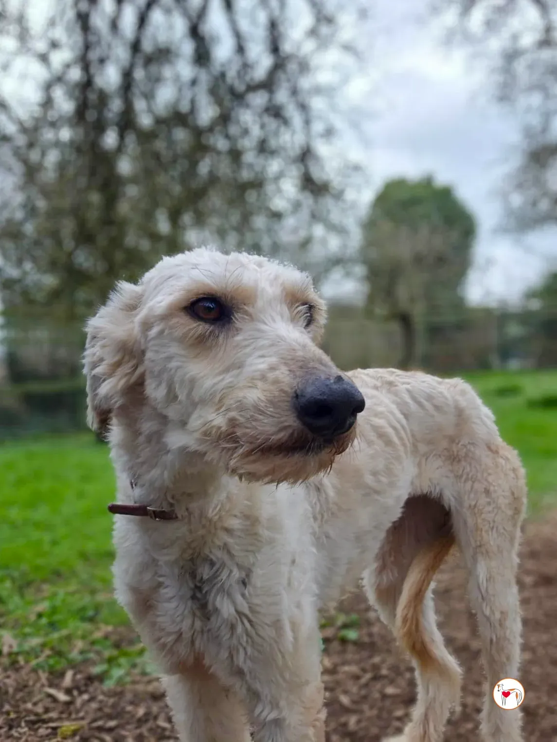 cygnet grey adozione 02