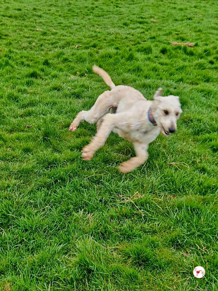 cygnet grey adozione 03