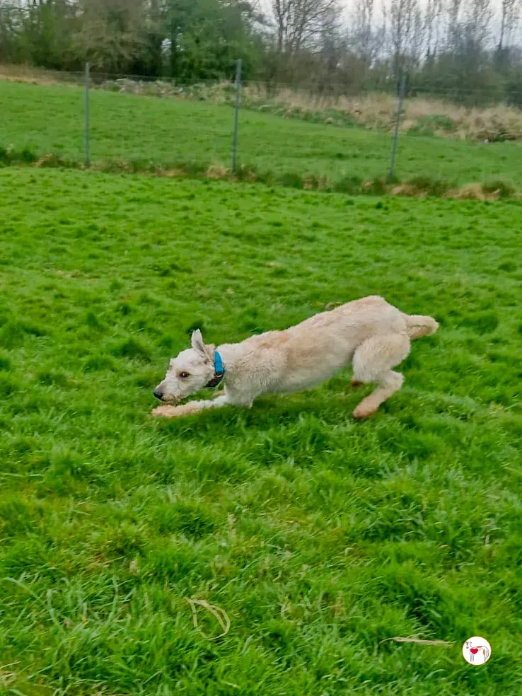 cygnet grey adozione 04