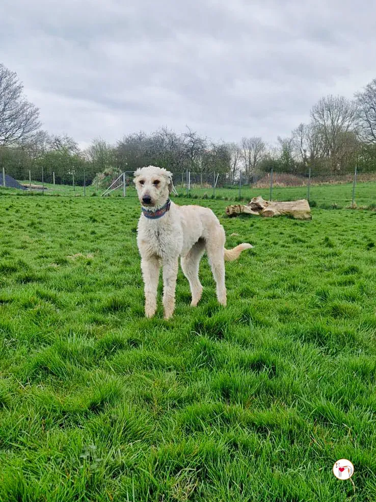 cygnet grey adozione 05