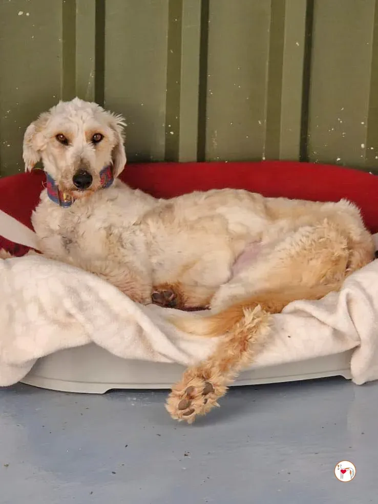 cygnet grey adozione 06