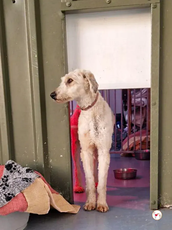 cygnet grey adozione 07