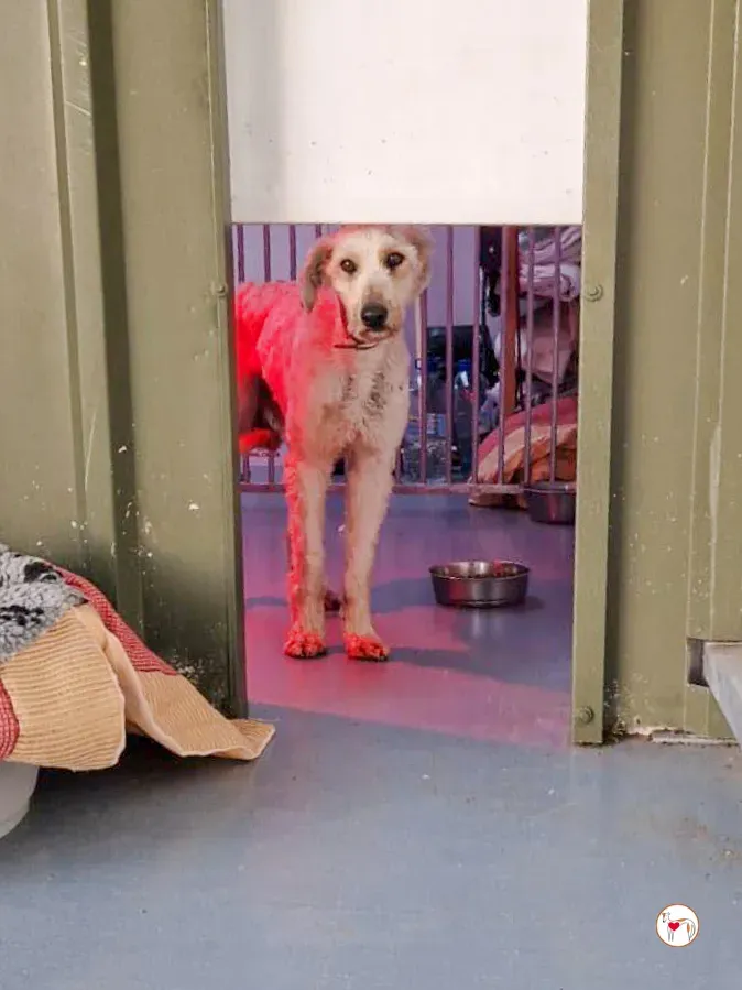 cygnet grey adozione 08