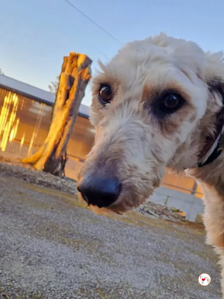 cygnet grey adozione 09