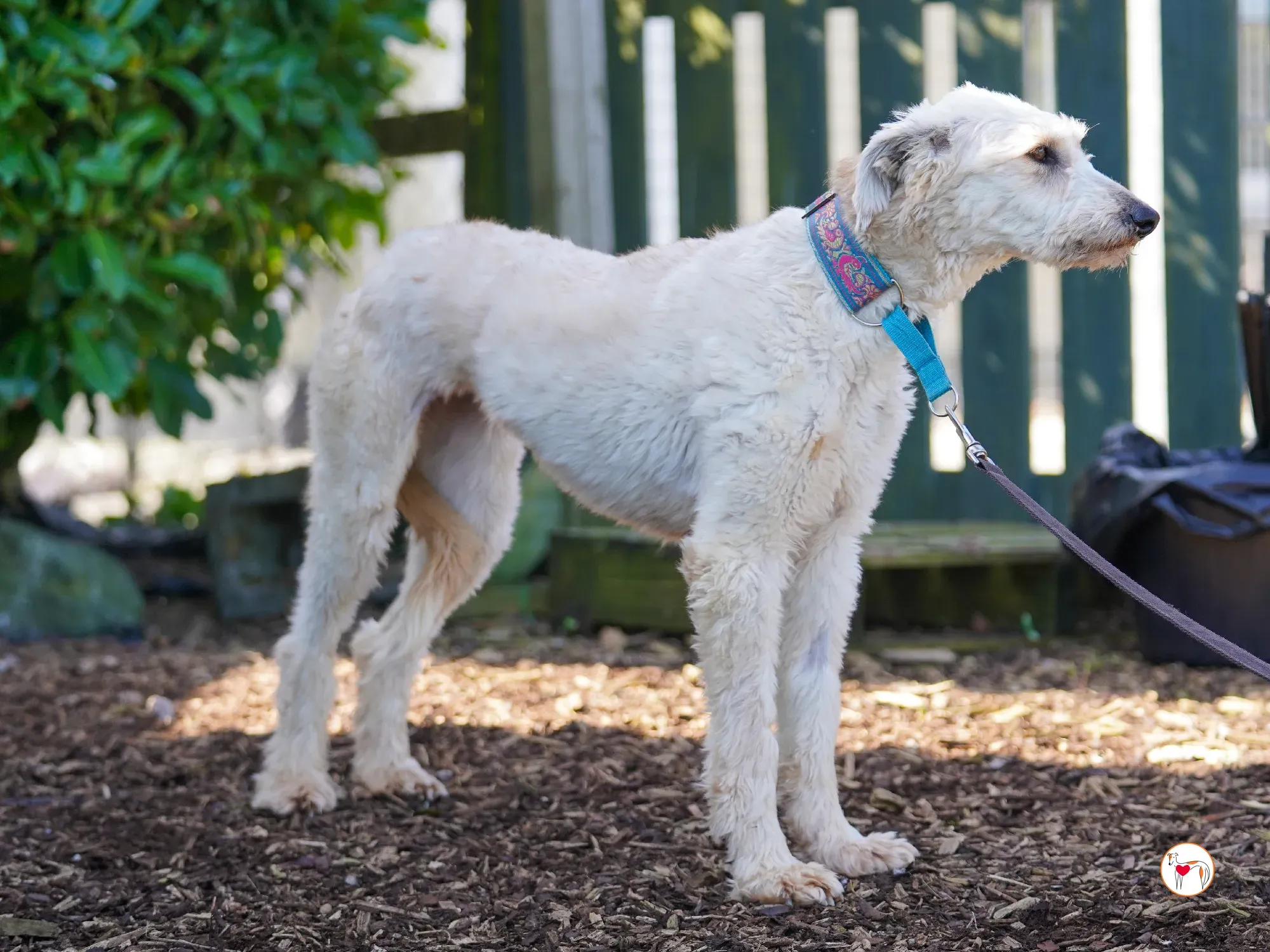 cygnet grey adozione 10