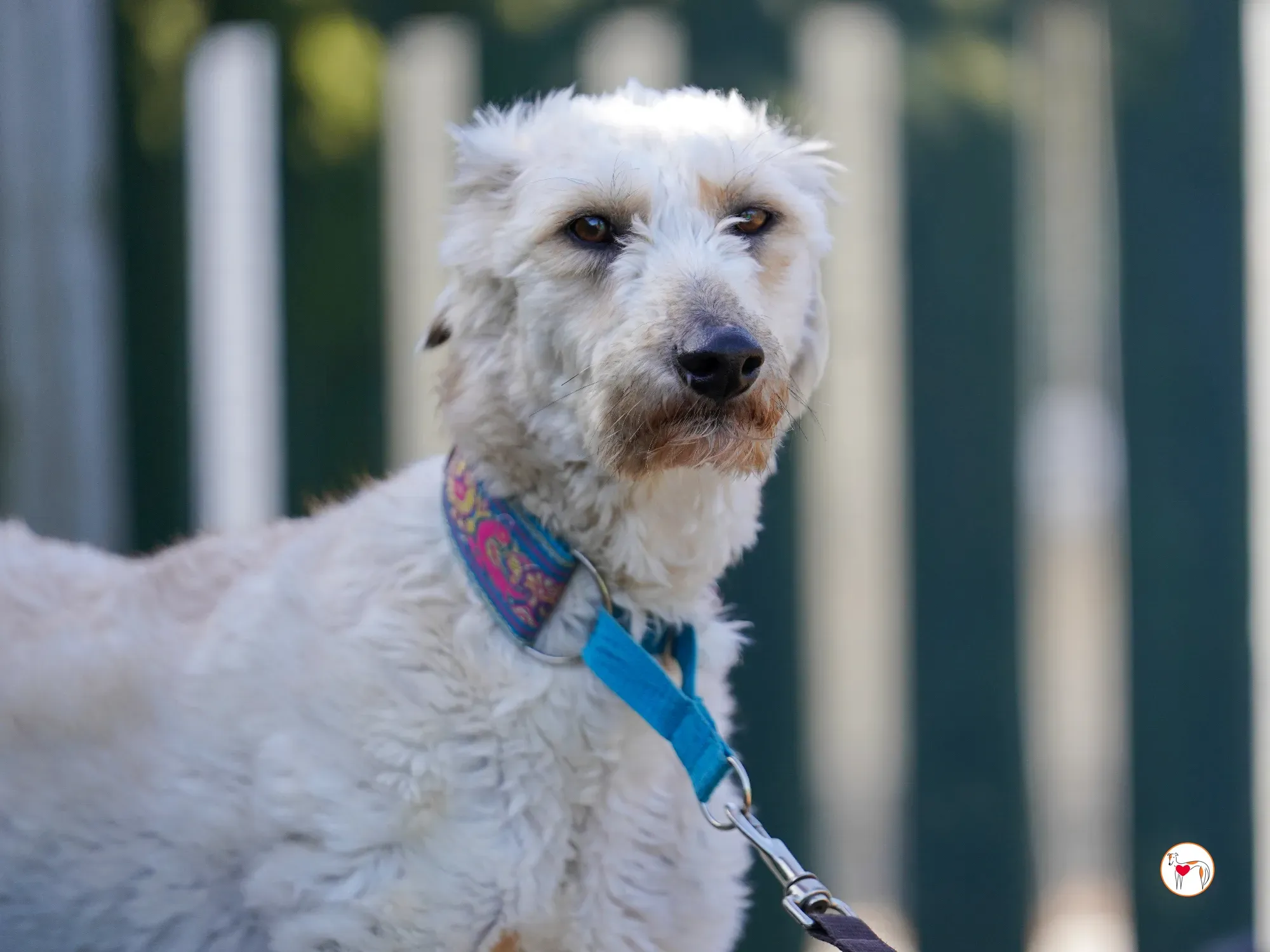 cygnet grey adozione 11