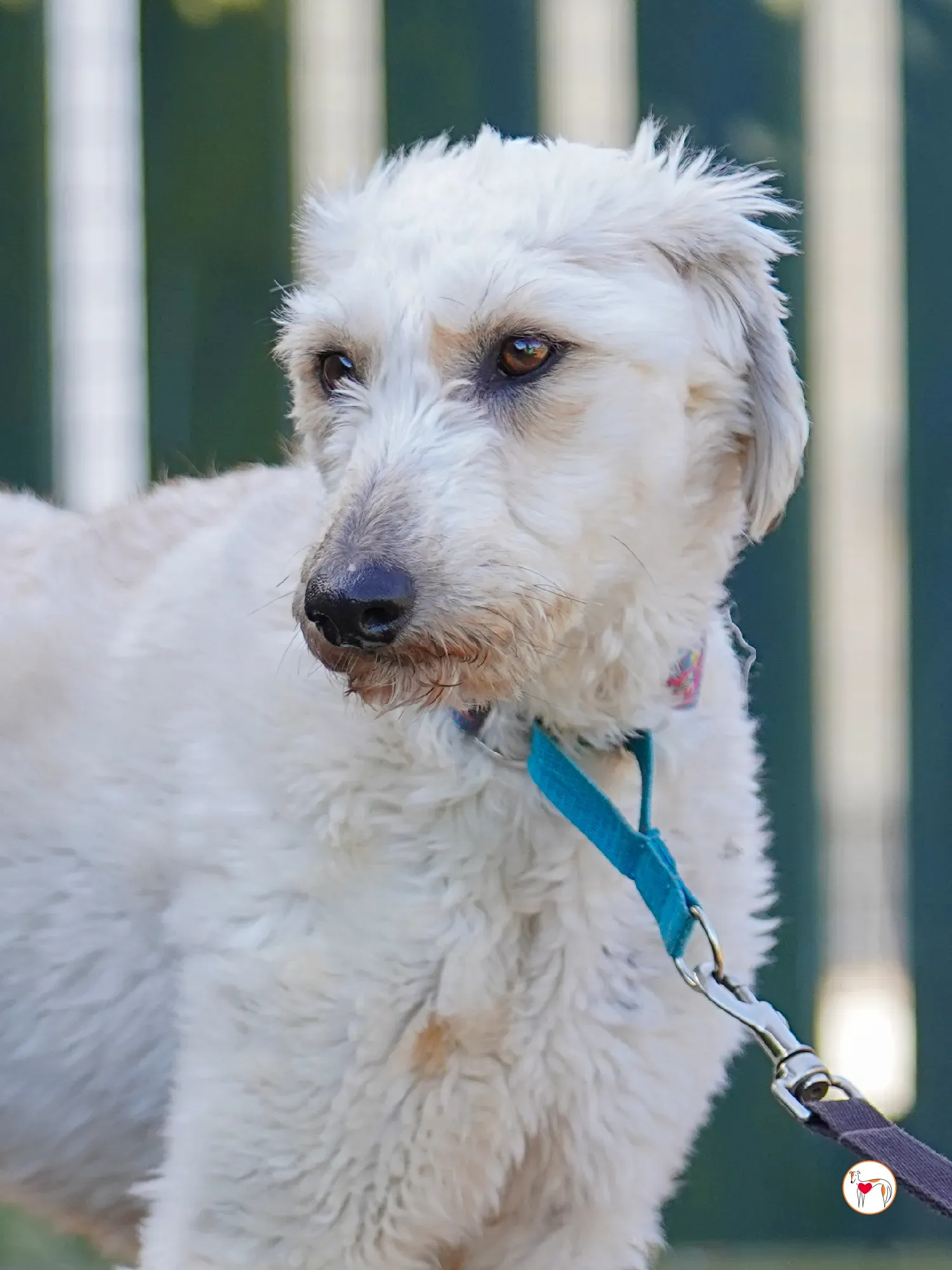 cygnet grey adozione 12