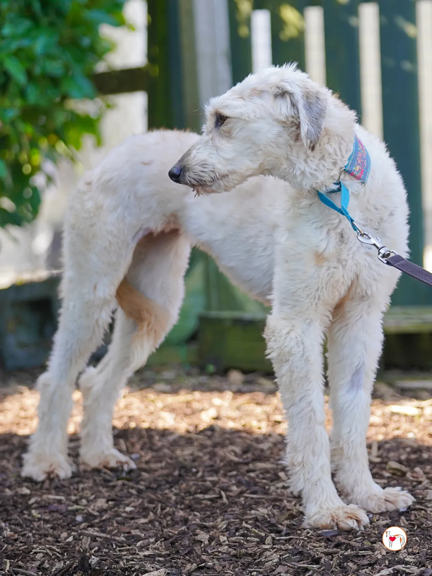 cygnet grey adozione 13