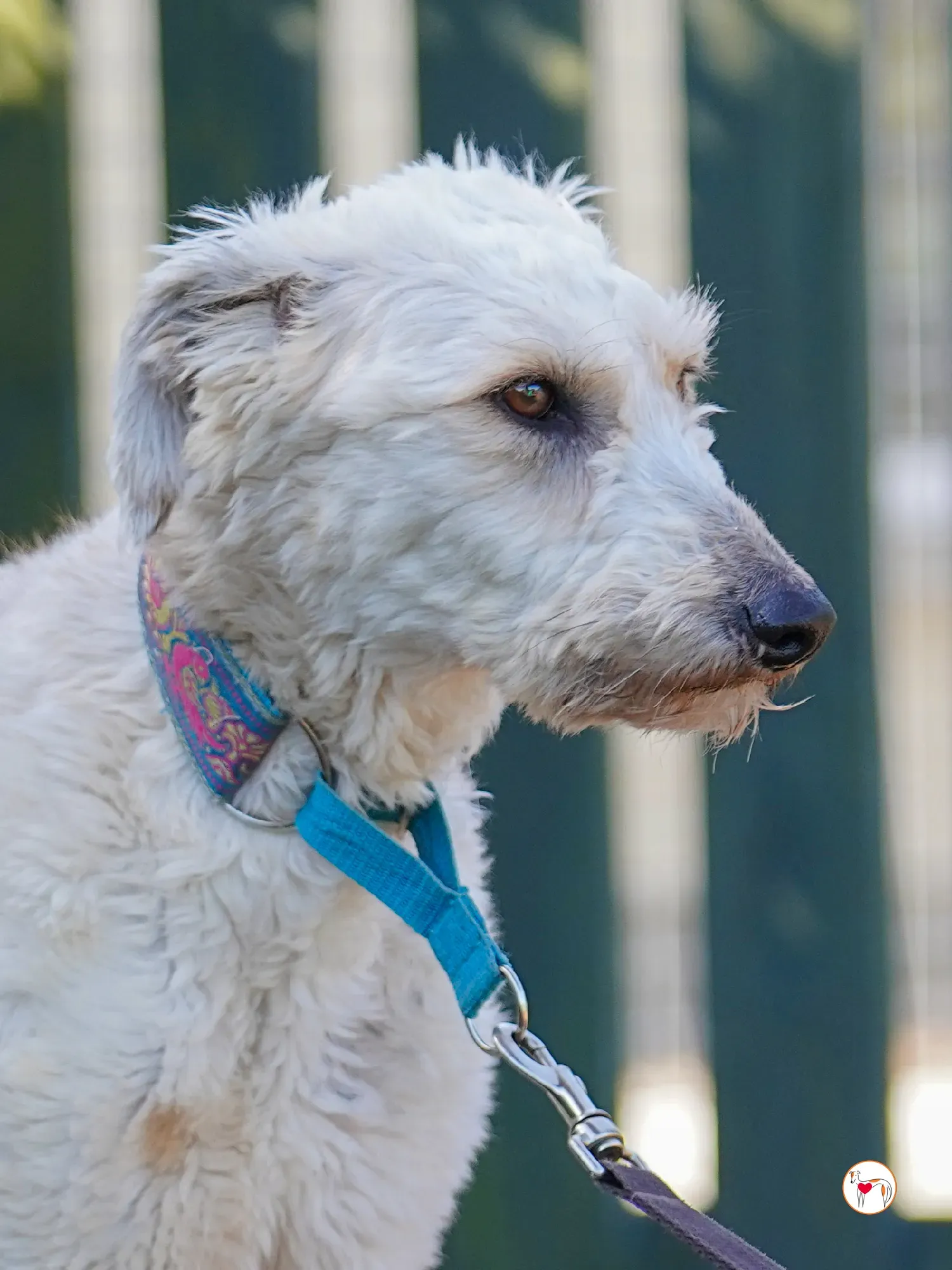 cygnet grey adozione 14