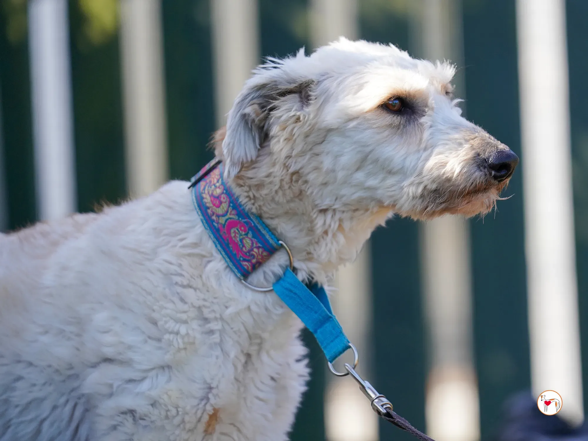 cygnet grey adozione 15