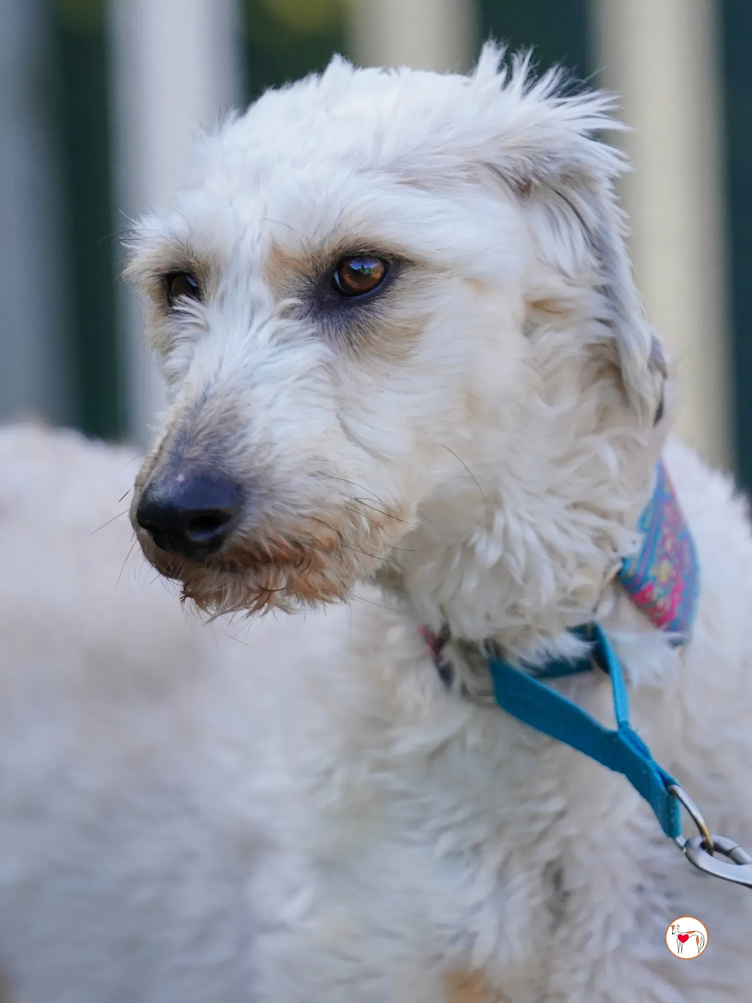 cygnet grey adozione 16