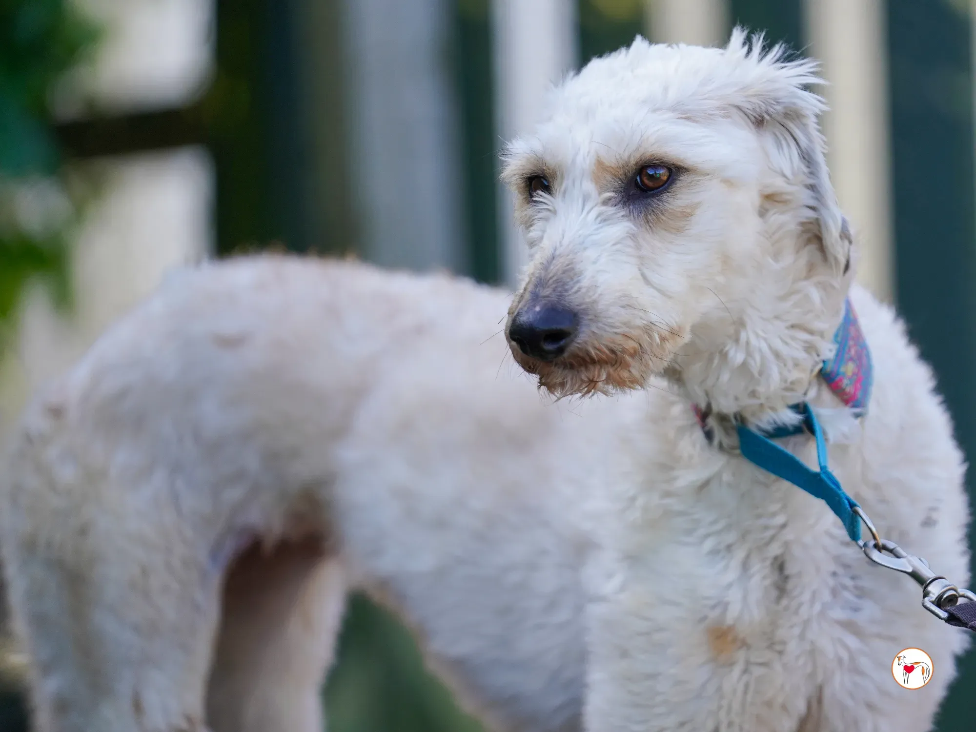 cygnet grey adozione 17