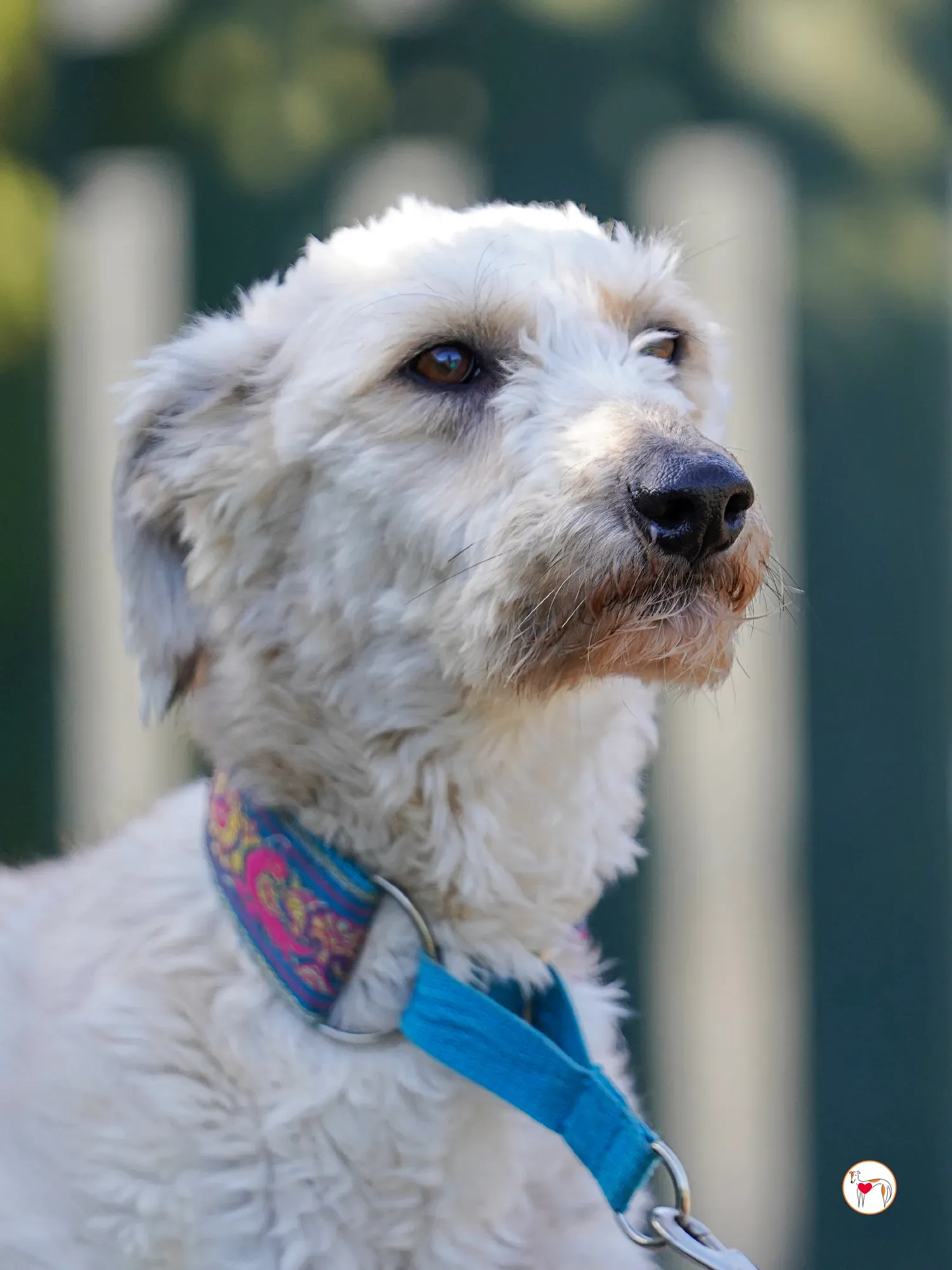 cygnet grey adozione 18