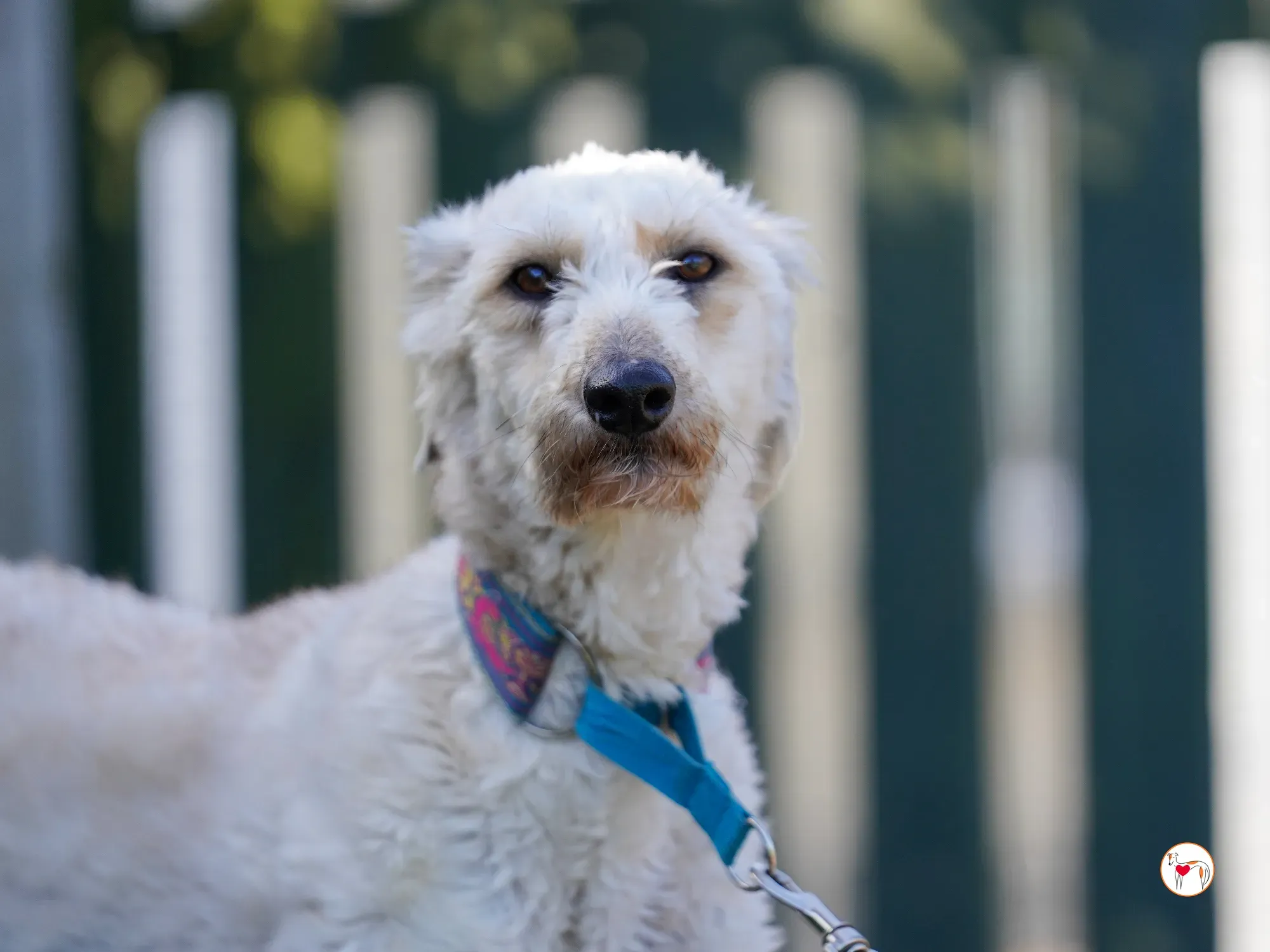 cygnet grey adozione 19