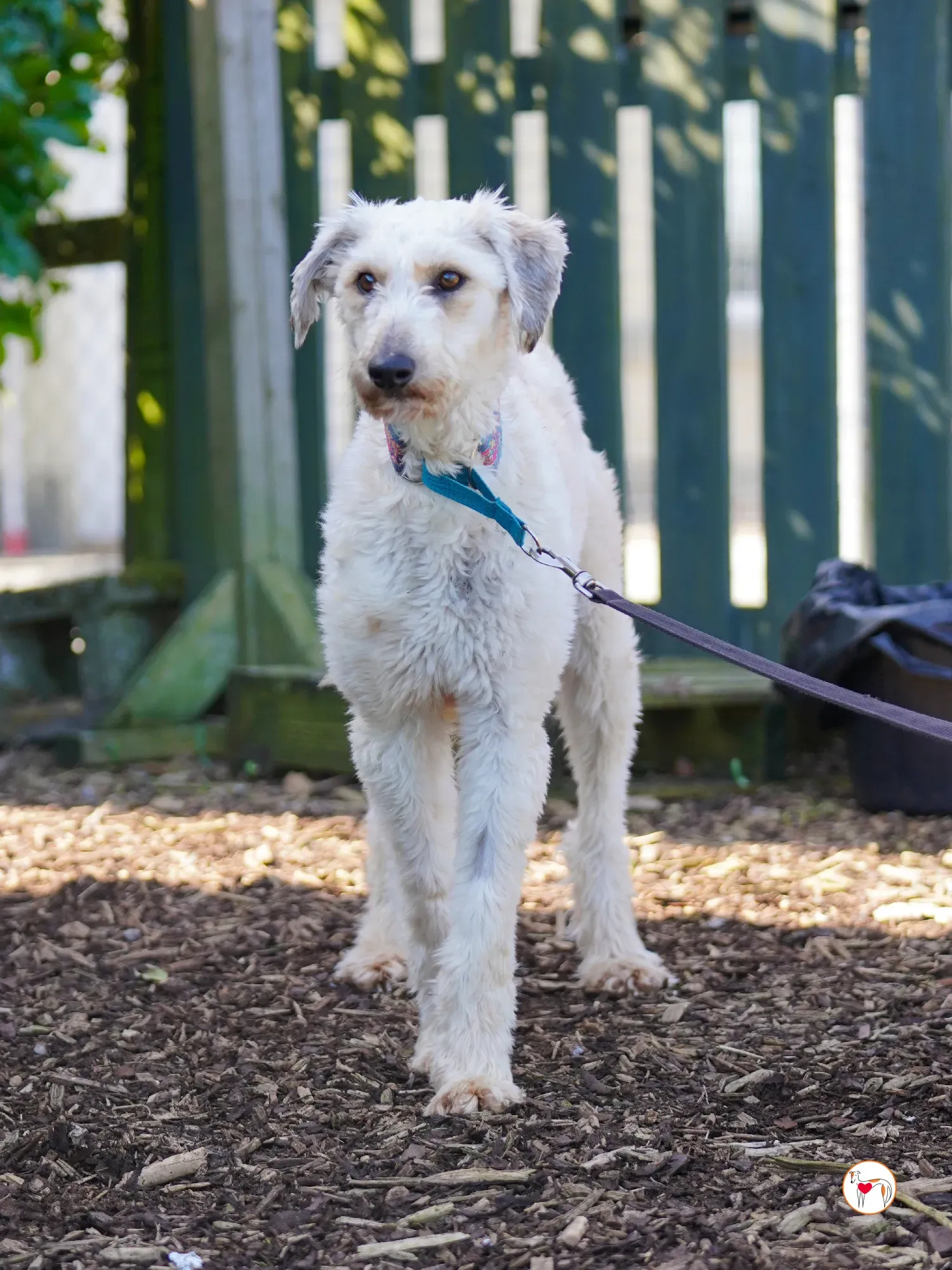 cygnet grey adozione 20