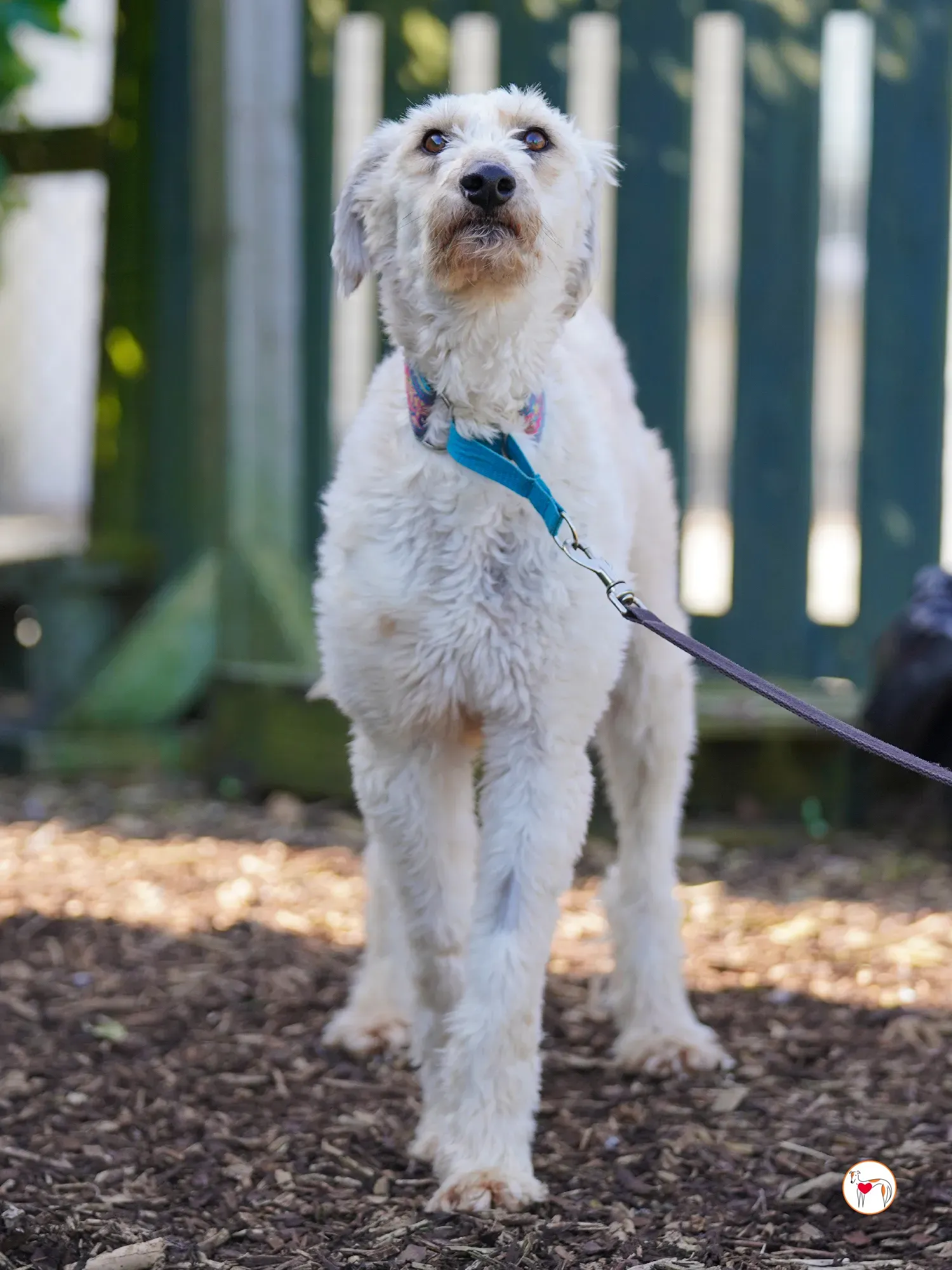 cygnet grey adozione 21