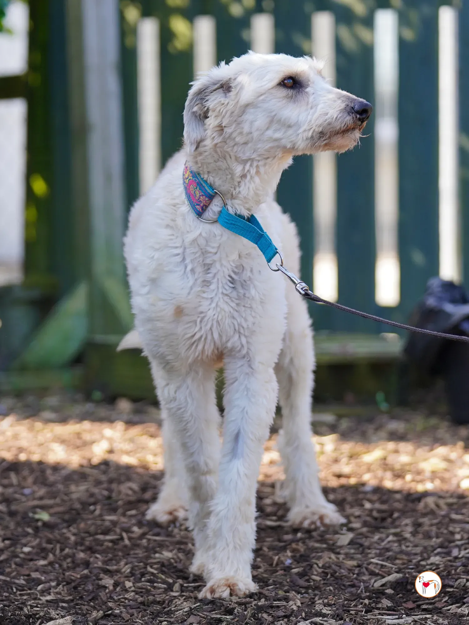 cygnet grey adozione 22