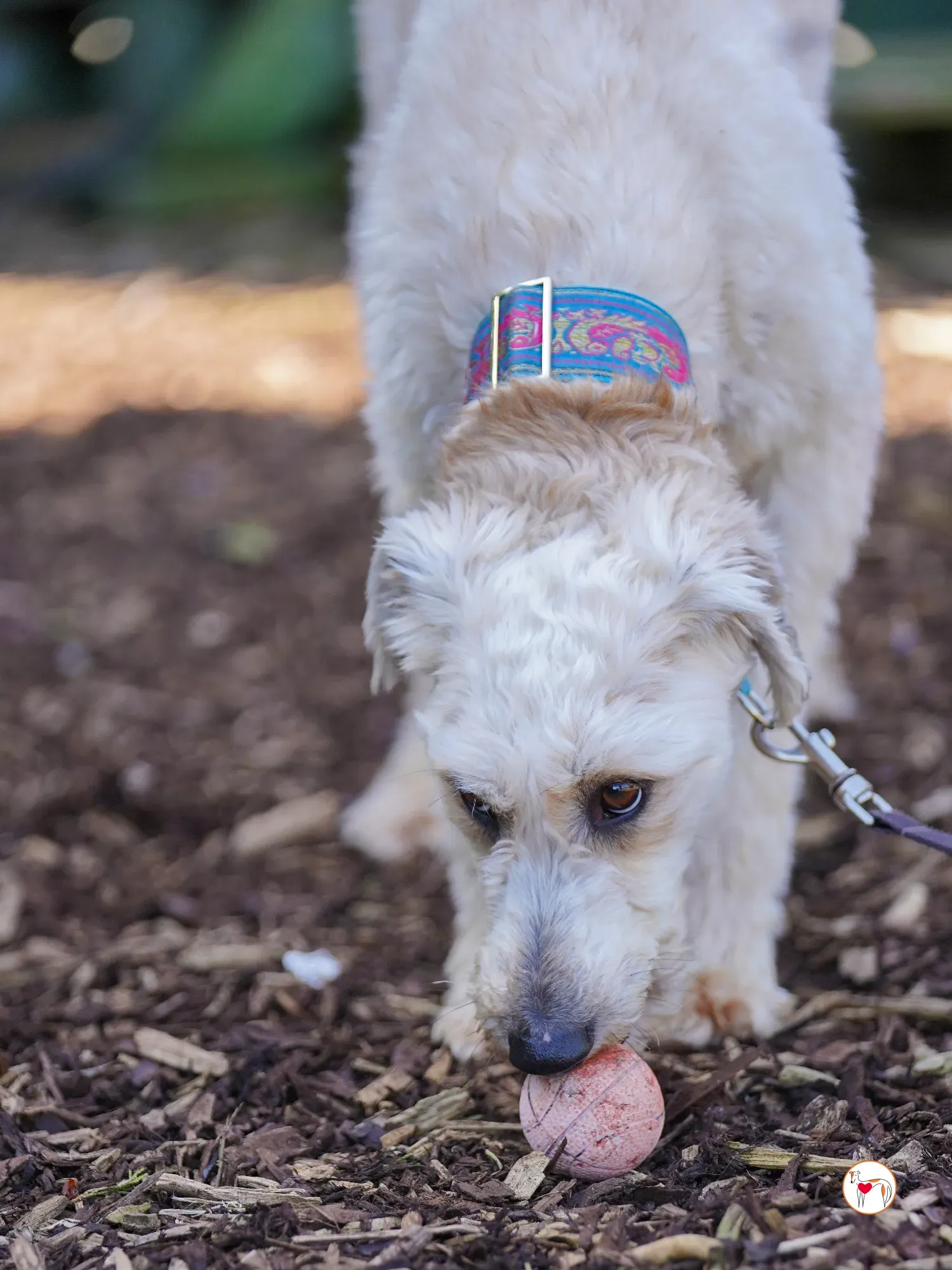 cygnet grey adozione 23