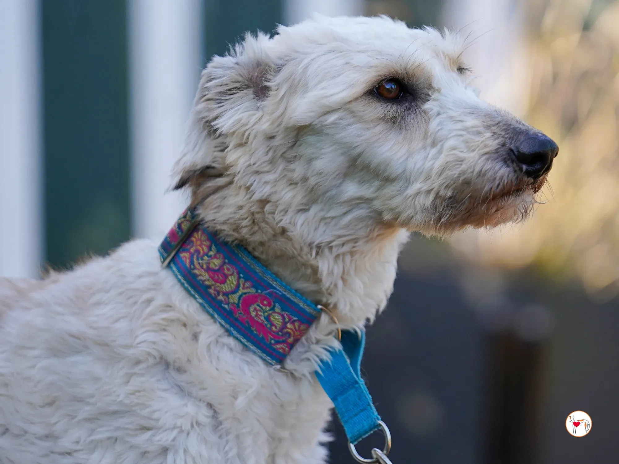 cygnet grey adozione 24