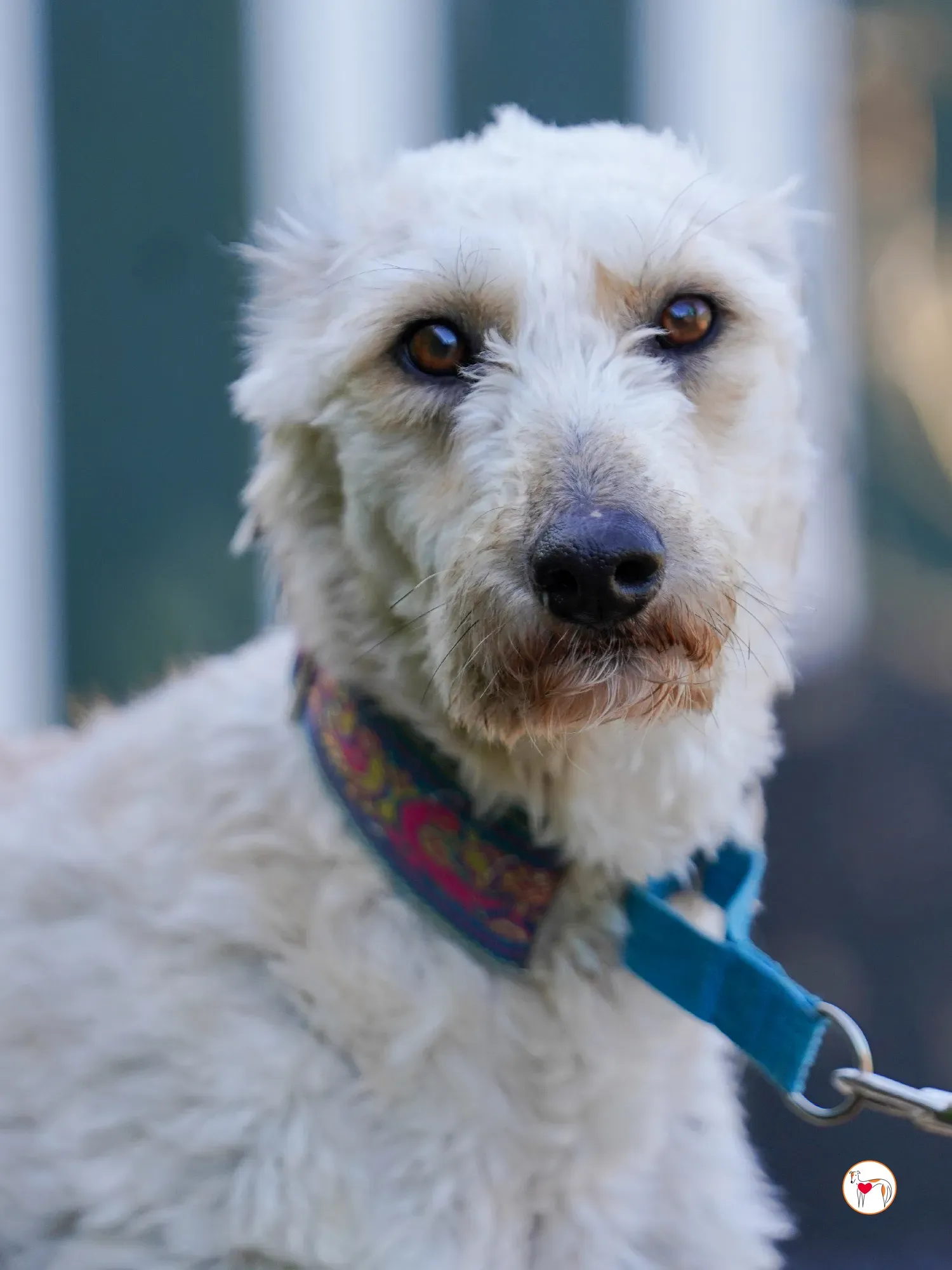 cygnet grey adozione 25