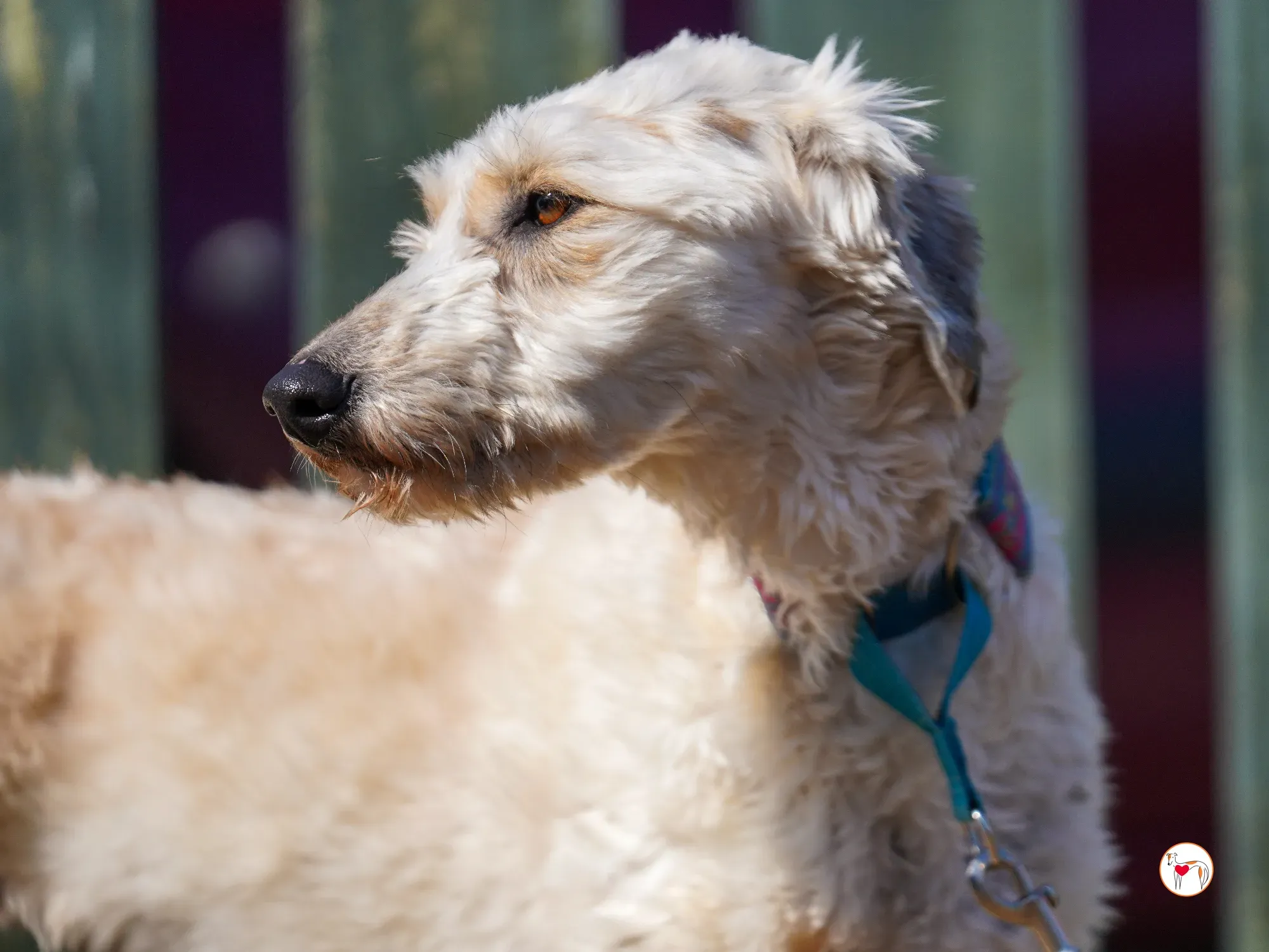 cygnet grey adozione 26