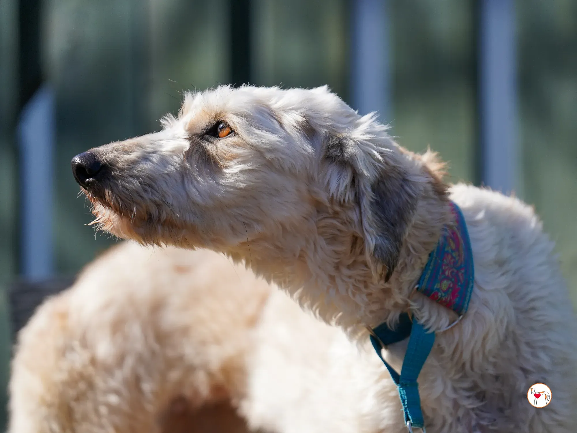 cygnet grey adozione 27