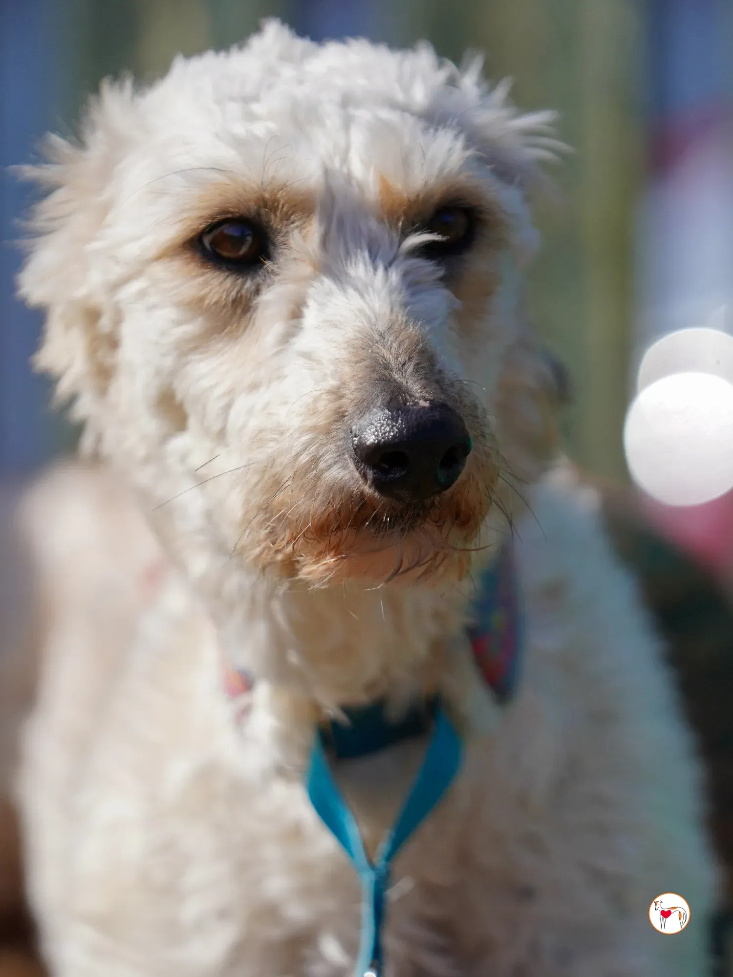 cygnet grey adozione 28