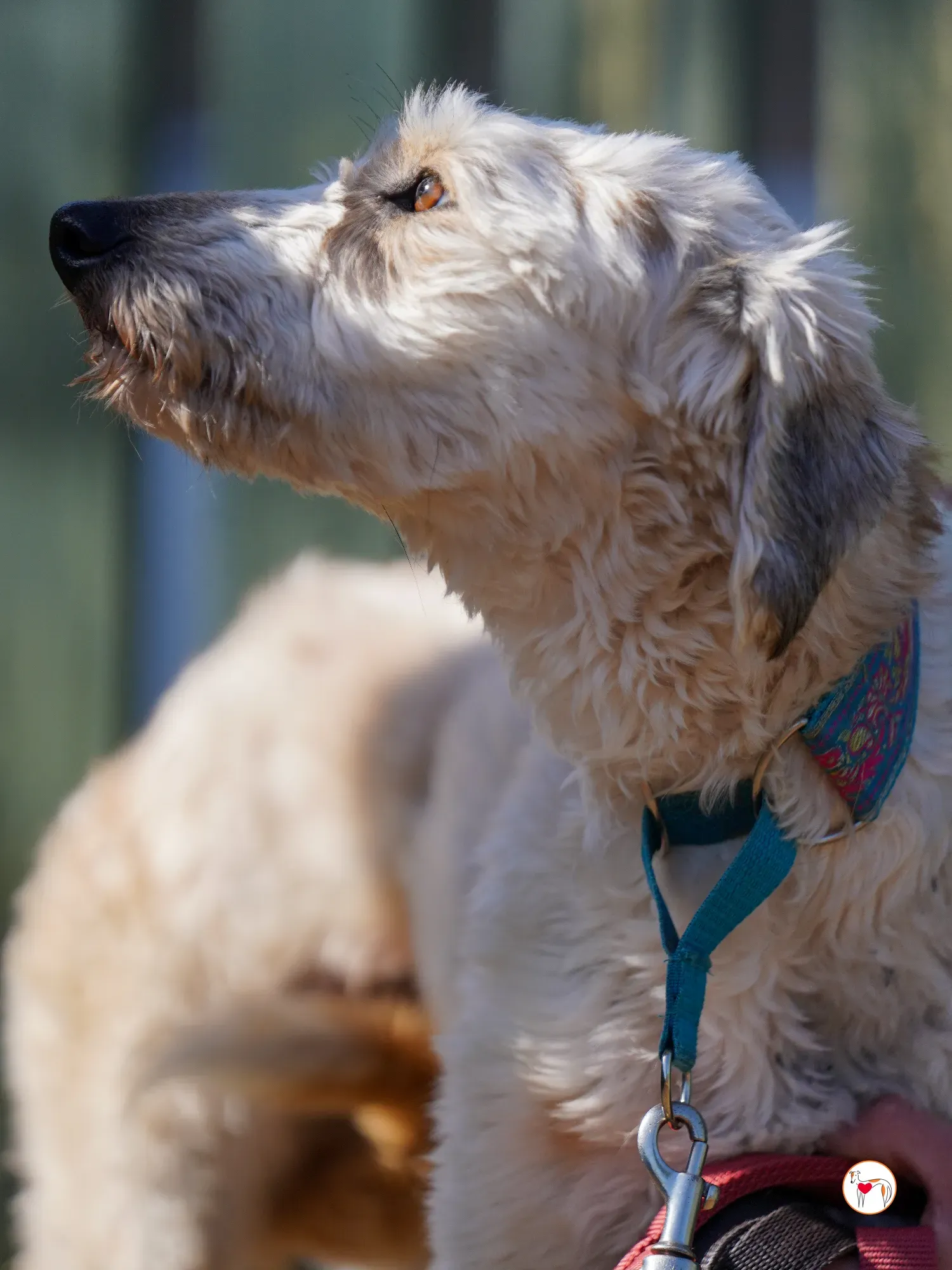 cygnet grey adozione 29