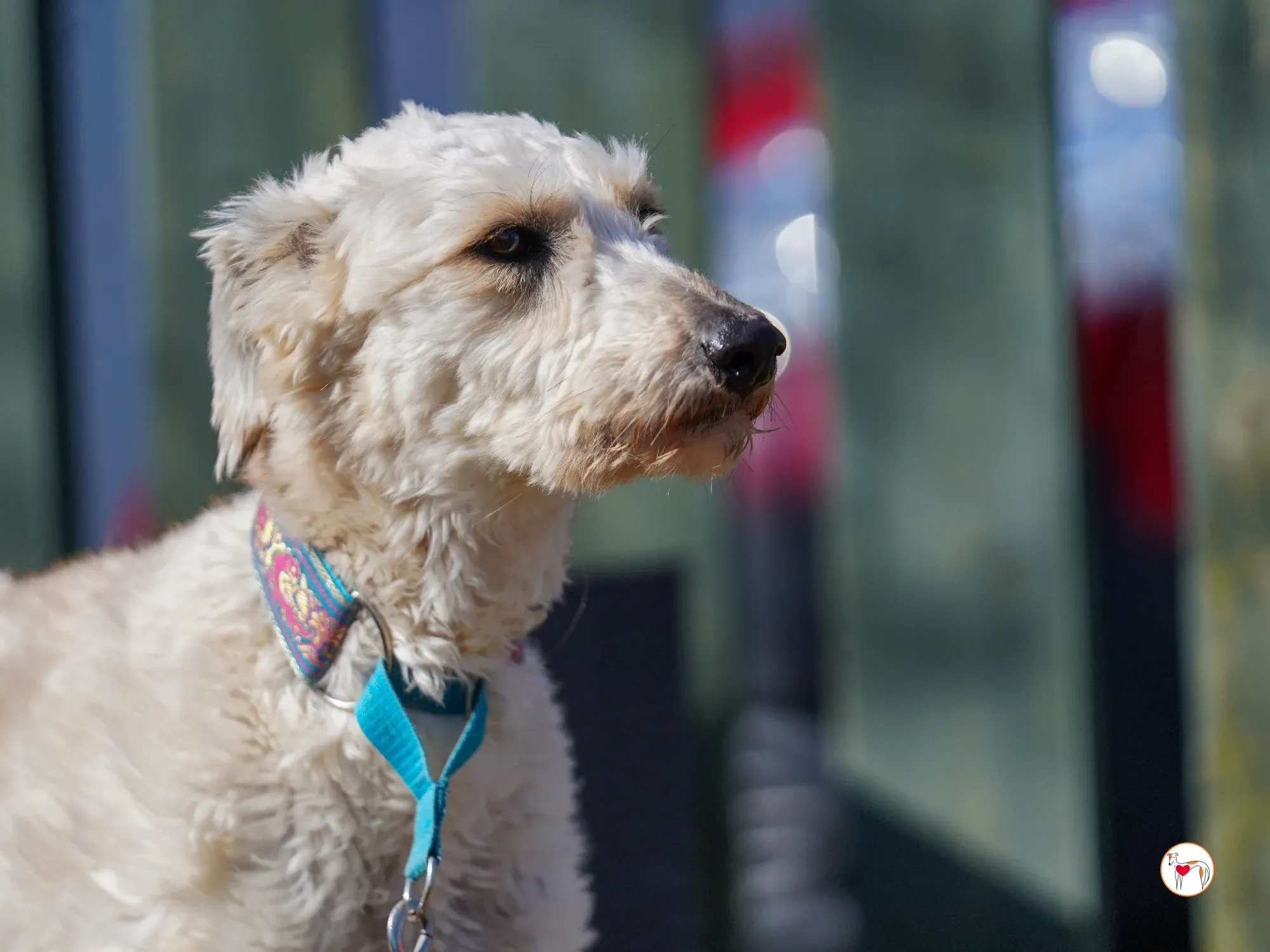 cygnet grey adozione 30