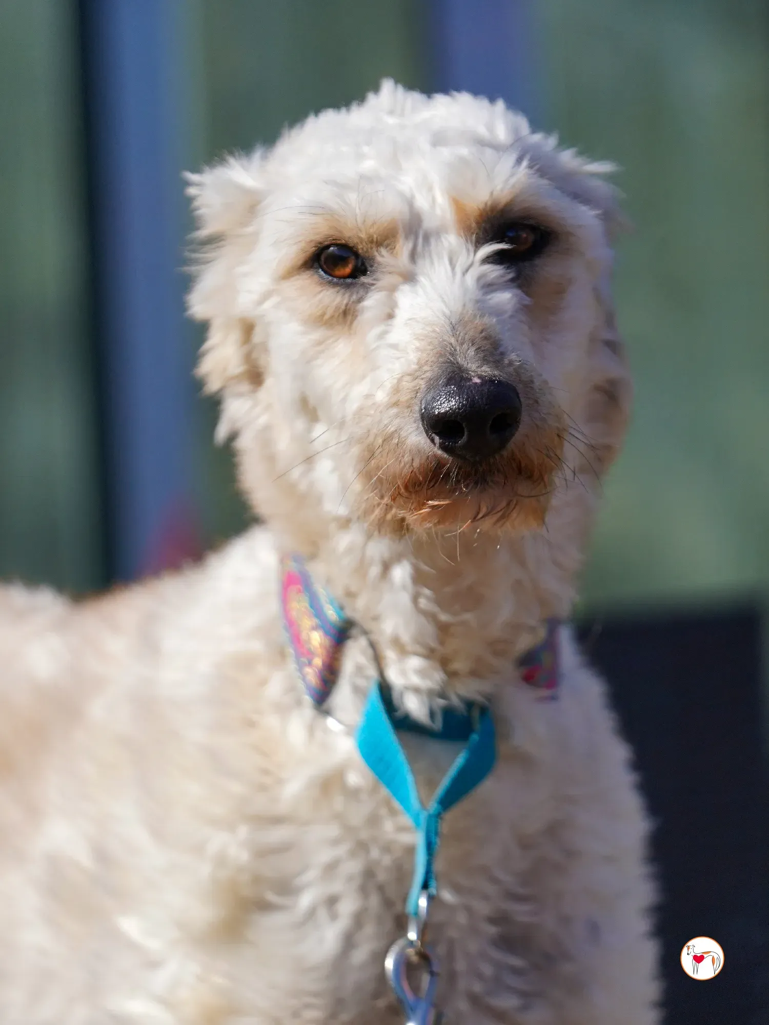 cygnet grey adozione 31