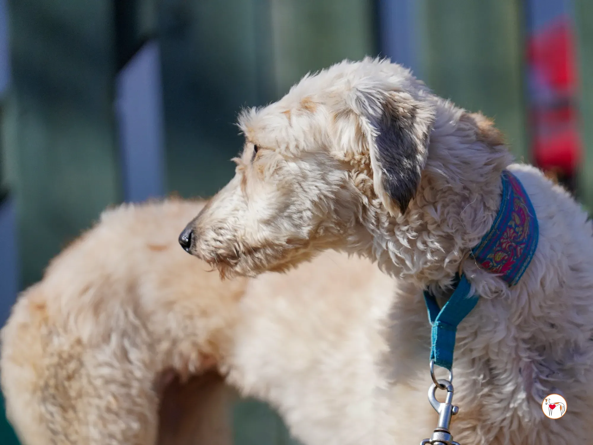 cygnet grey adozione 32