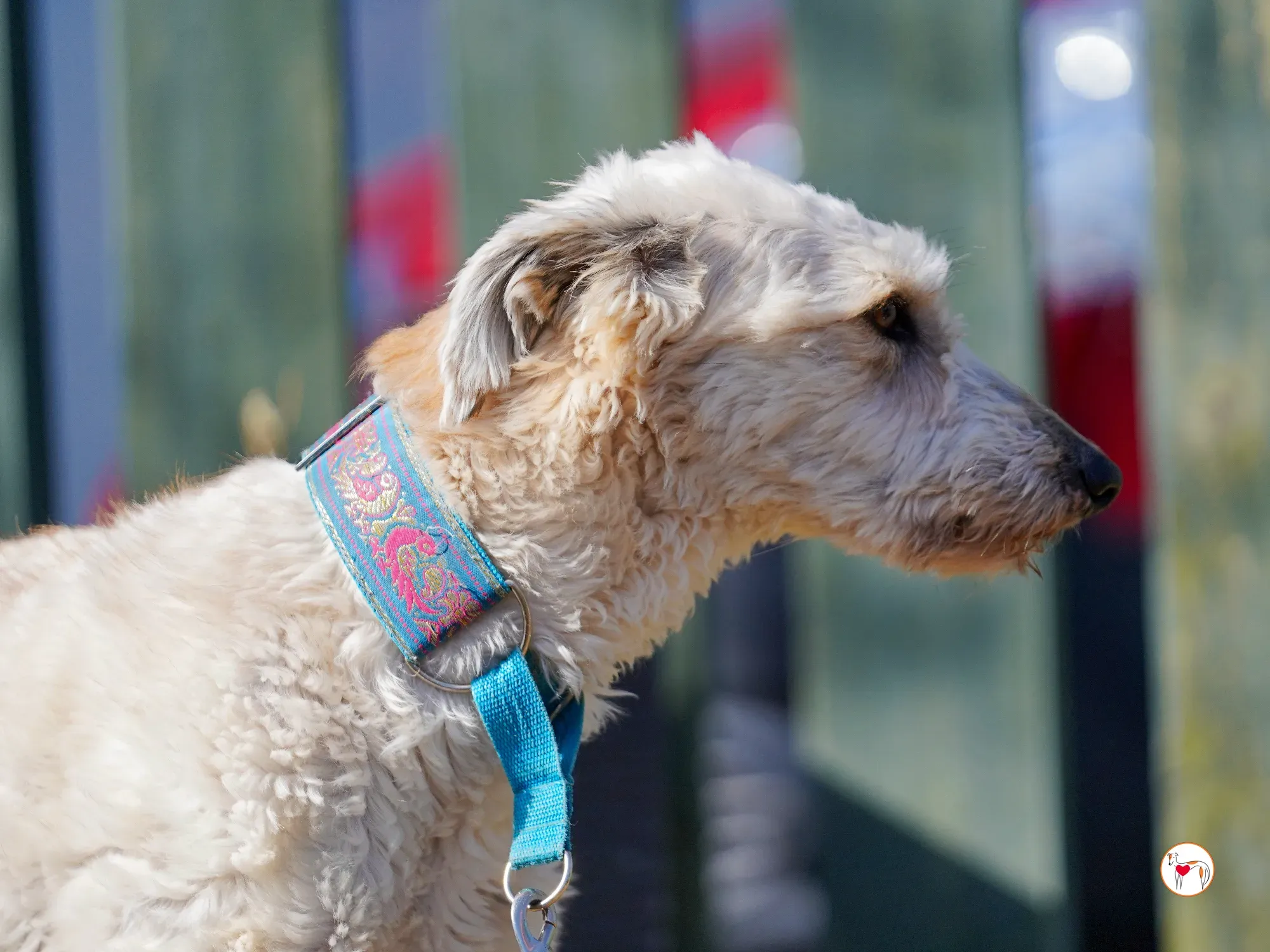 cygnet grey adozione 33