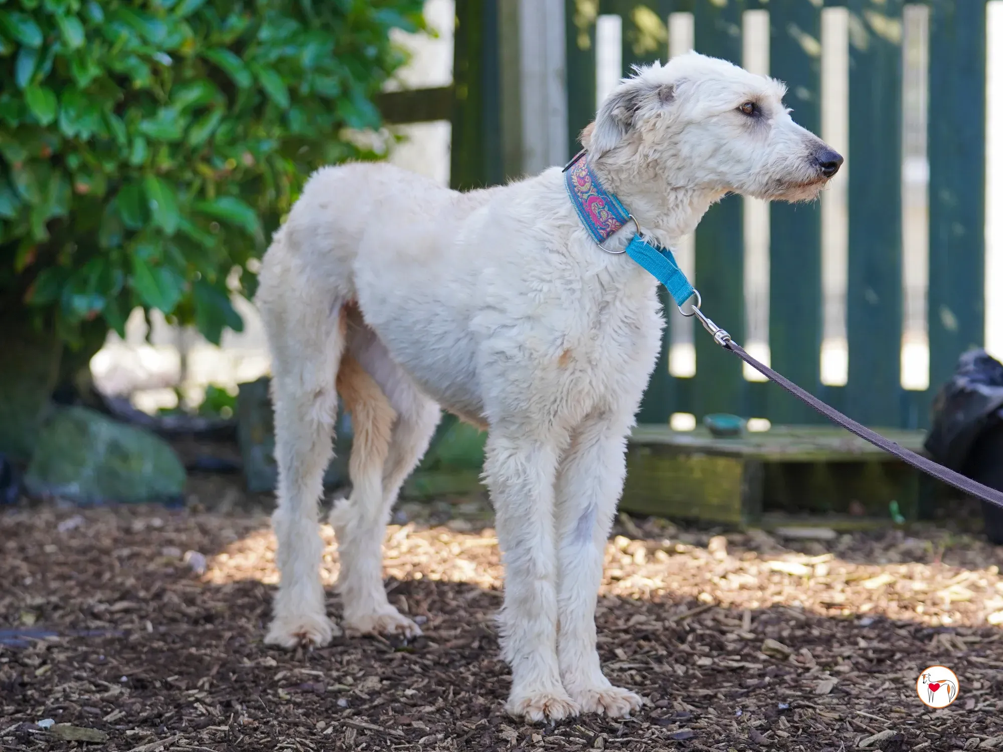 cygnet grey adozione 34