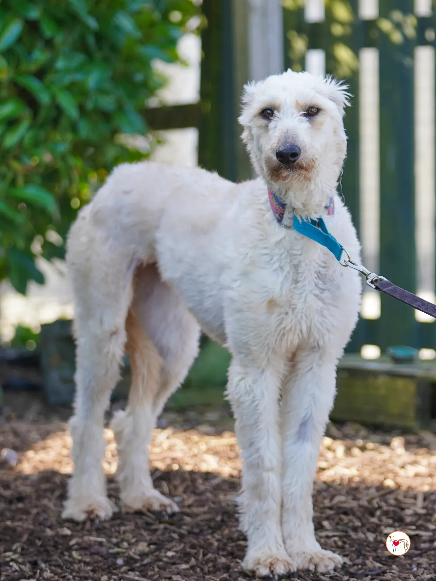 cygnet grey adozione 35