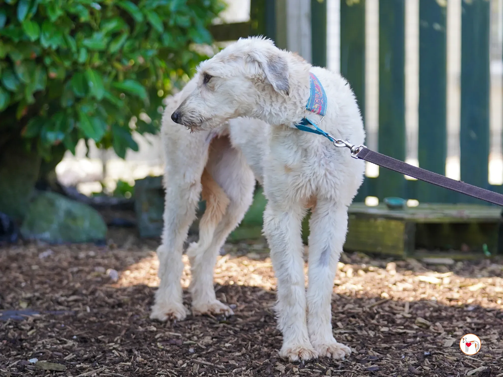 cygnet grey adozione 36