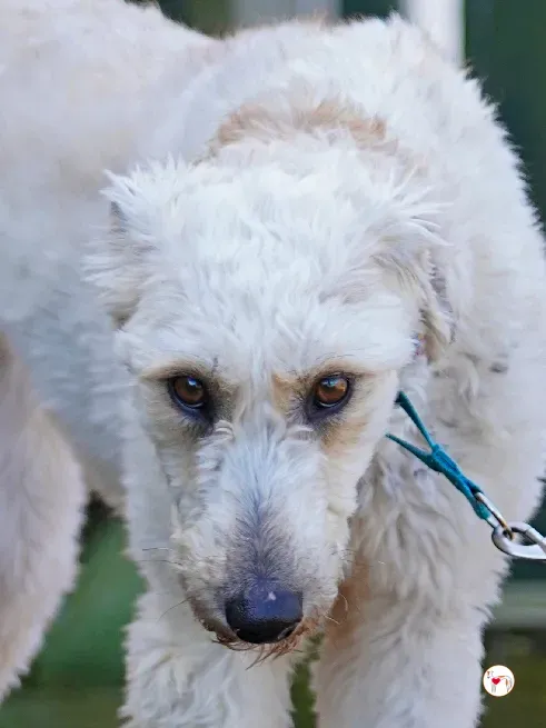 cygnet grey adozione 37