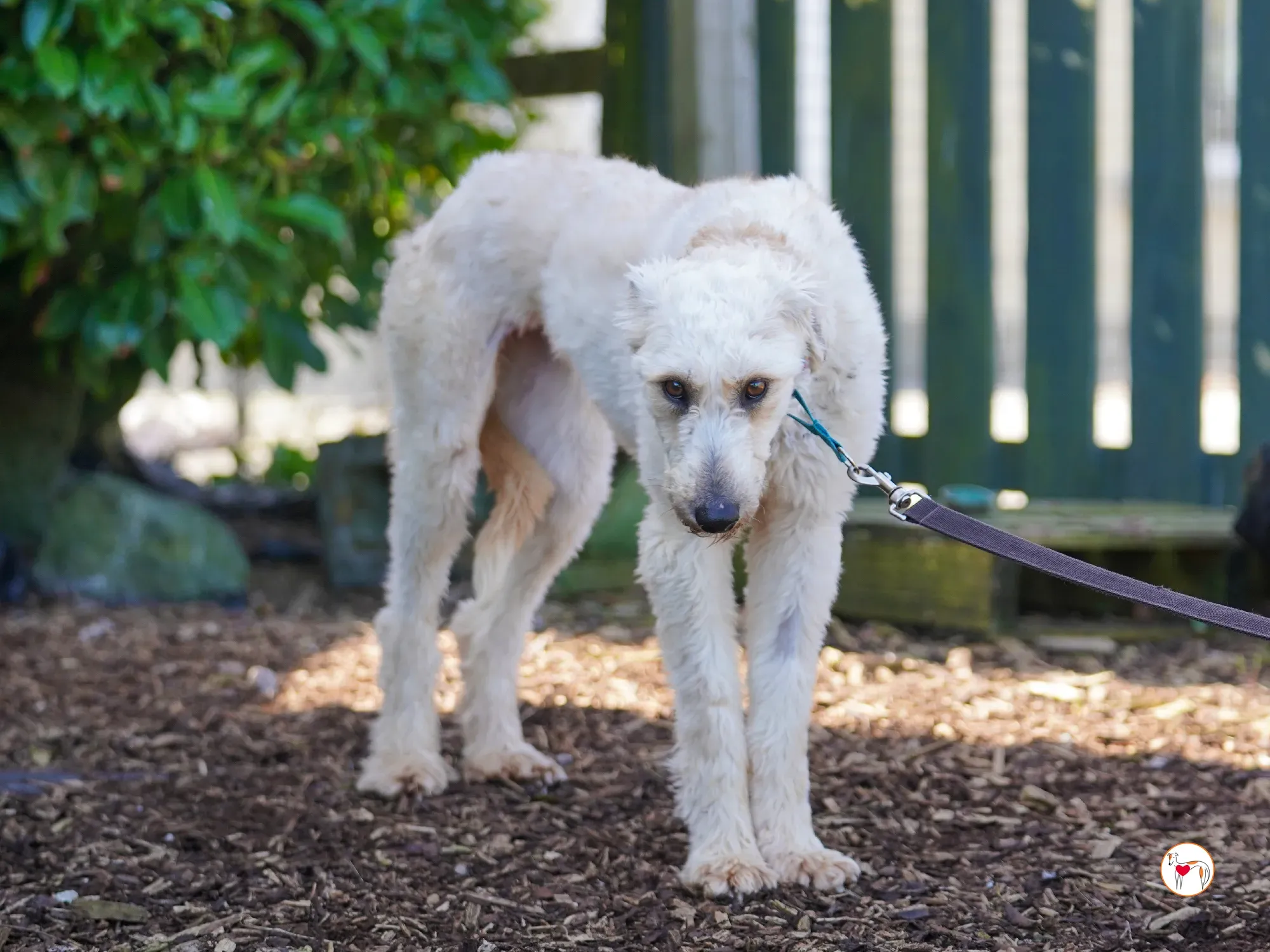 cygnet grey adozione 38