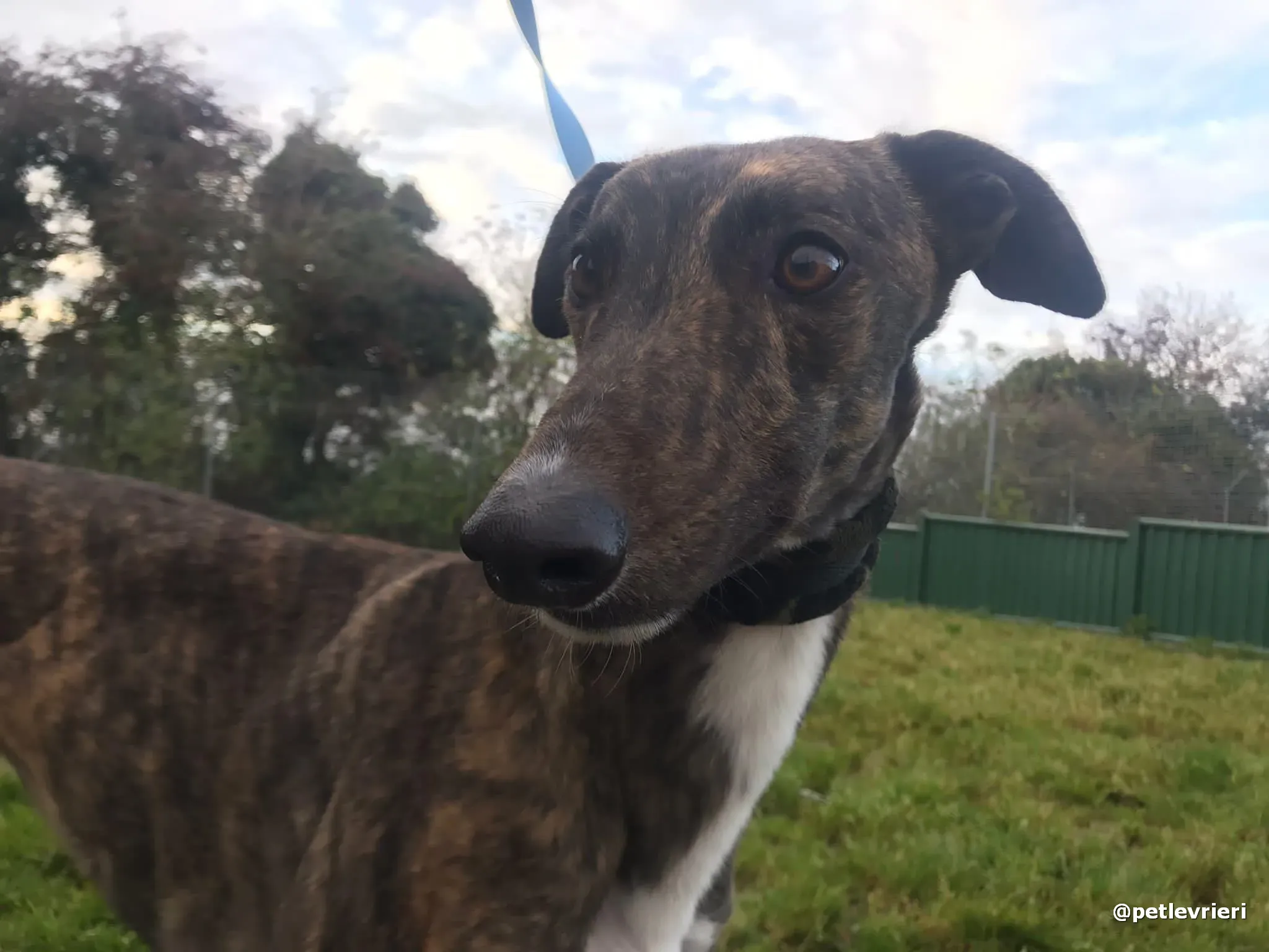 daisy adopt greyhound pet levrieri 1