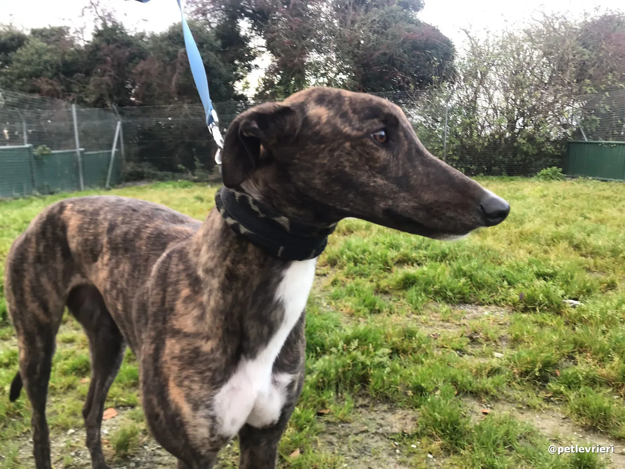 daisy adopt greyhound pet levrieri 2