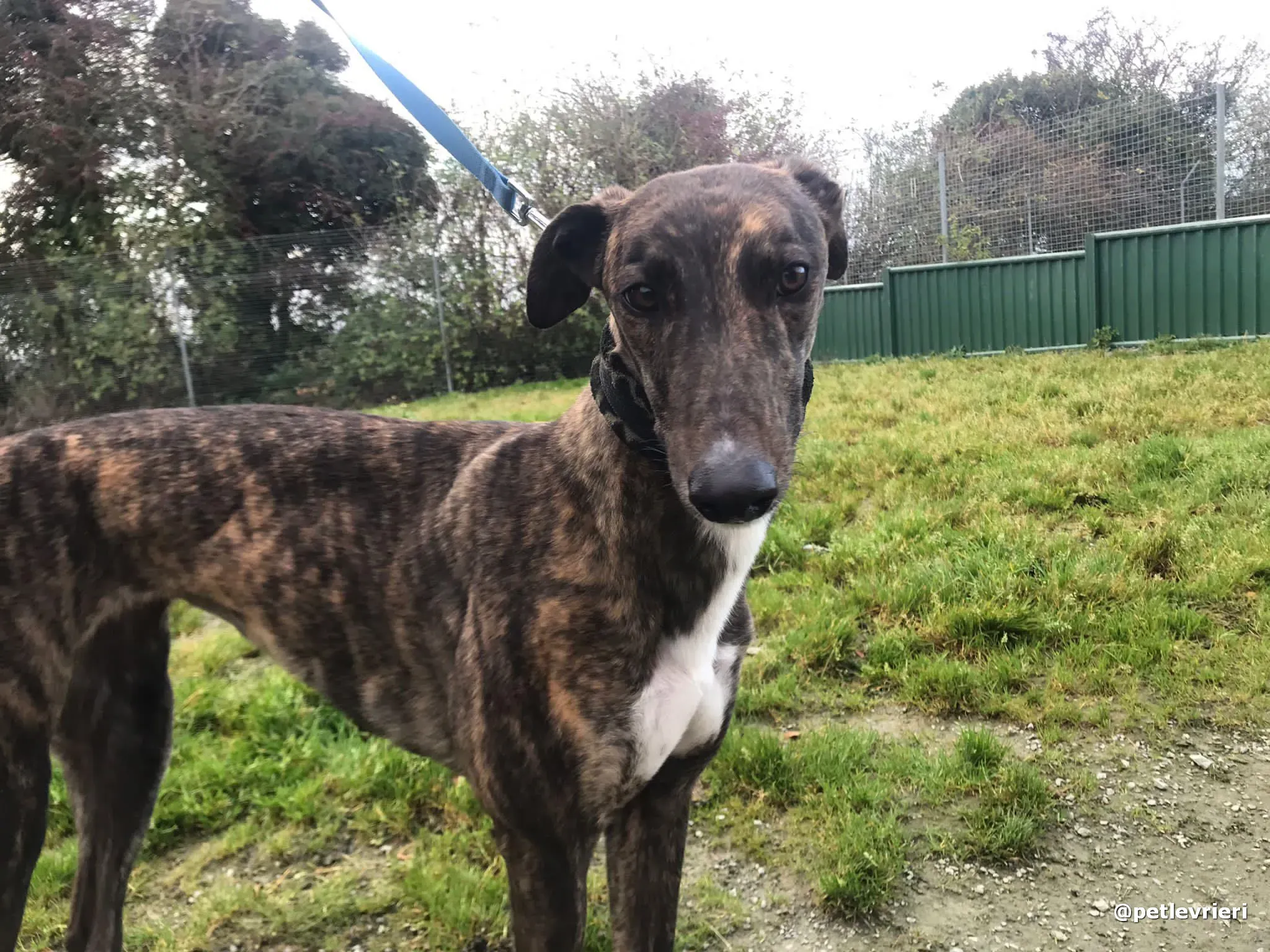 daisy adopt greyhound pet levrieri 3