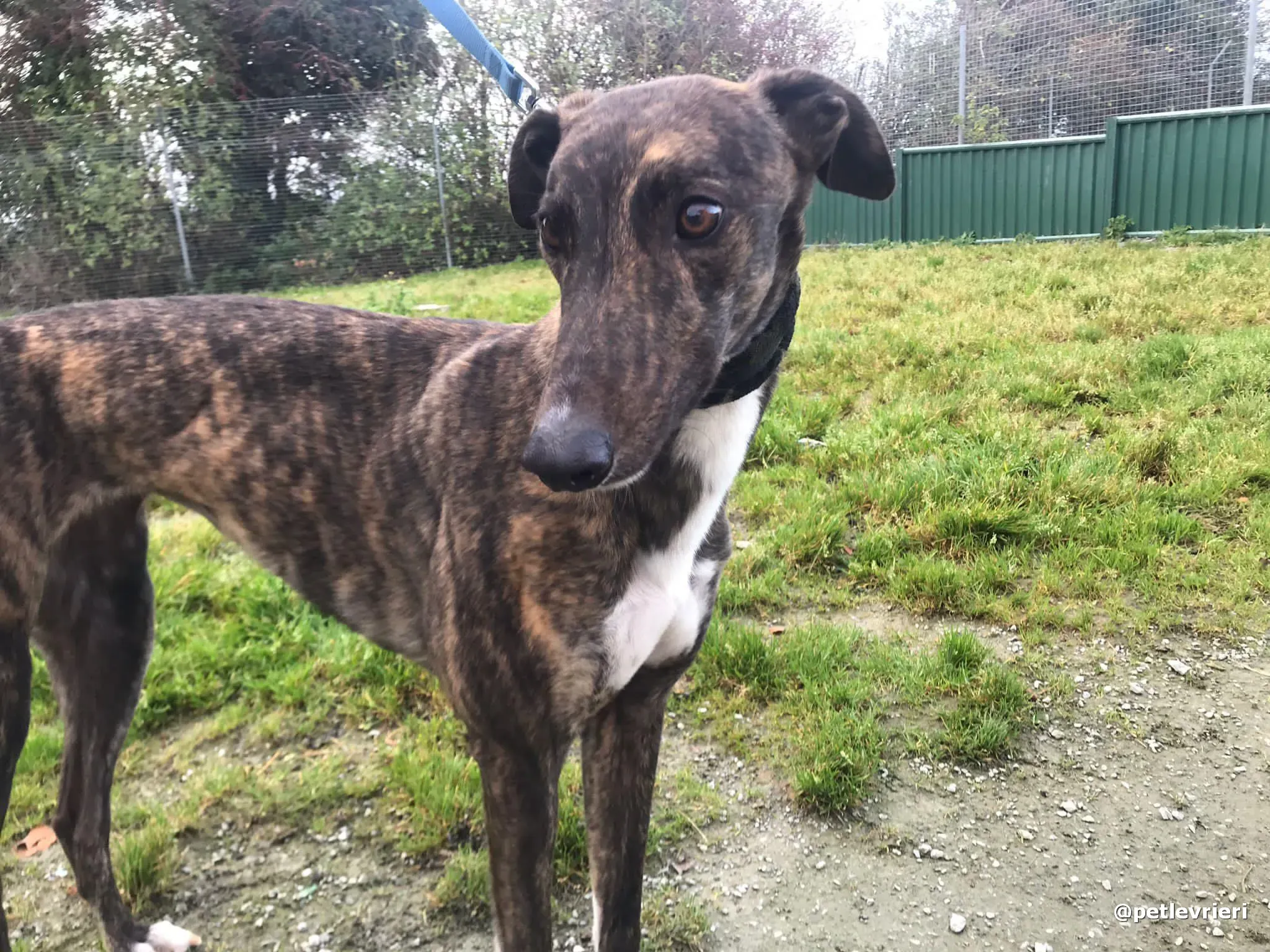 daisy adopt greyhound pet levrieri 4